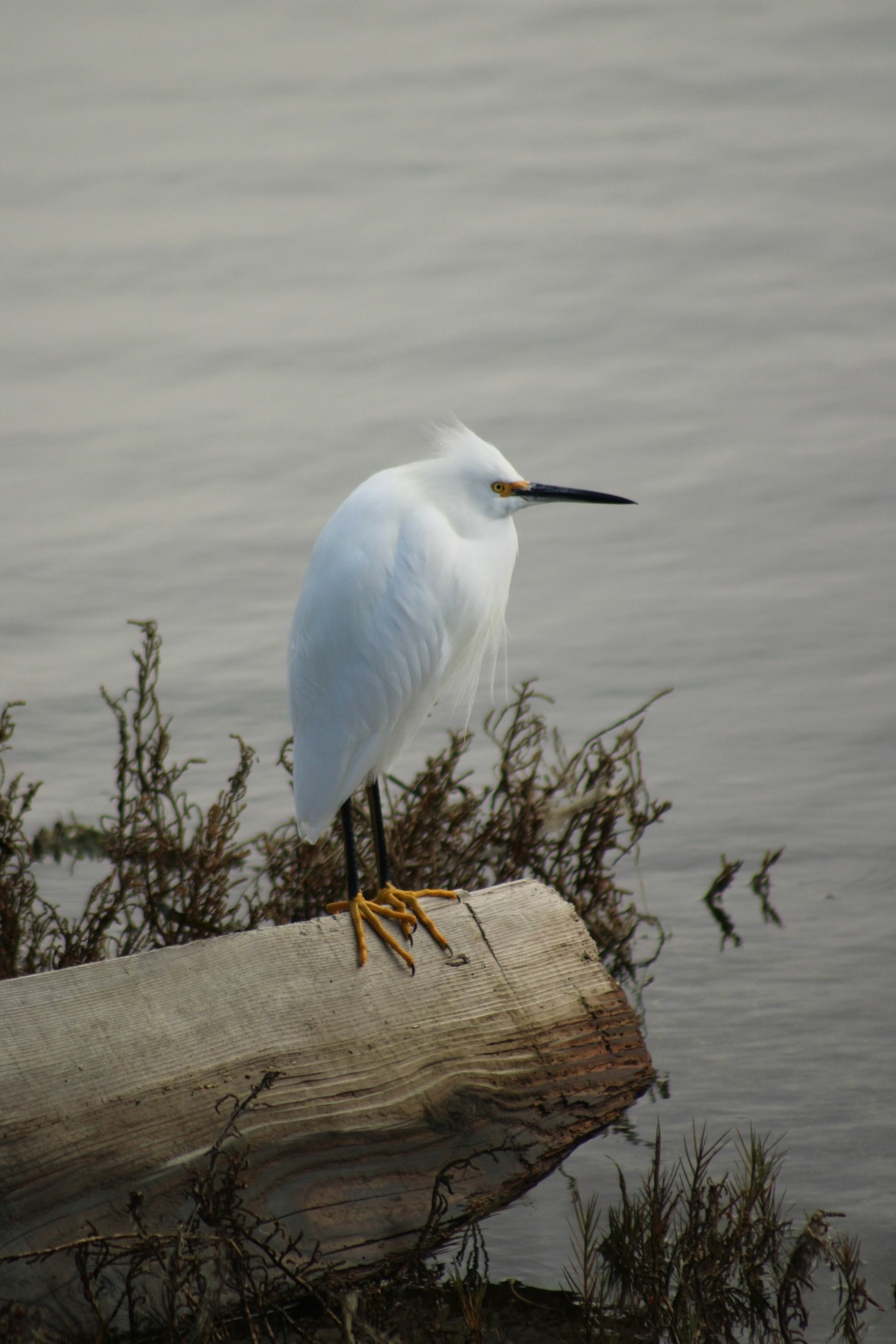 snowy egret