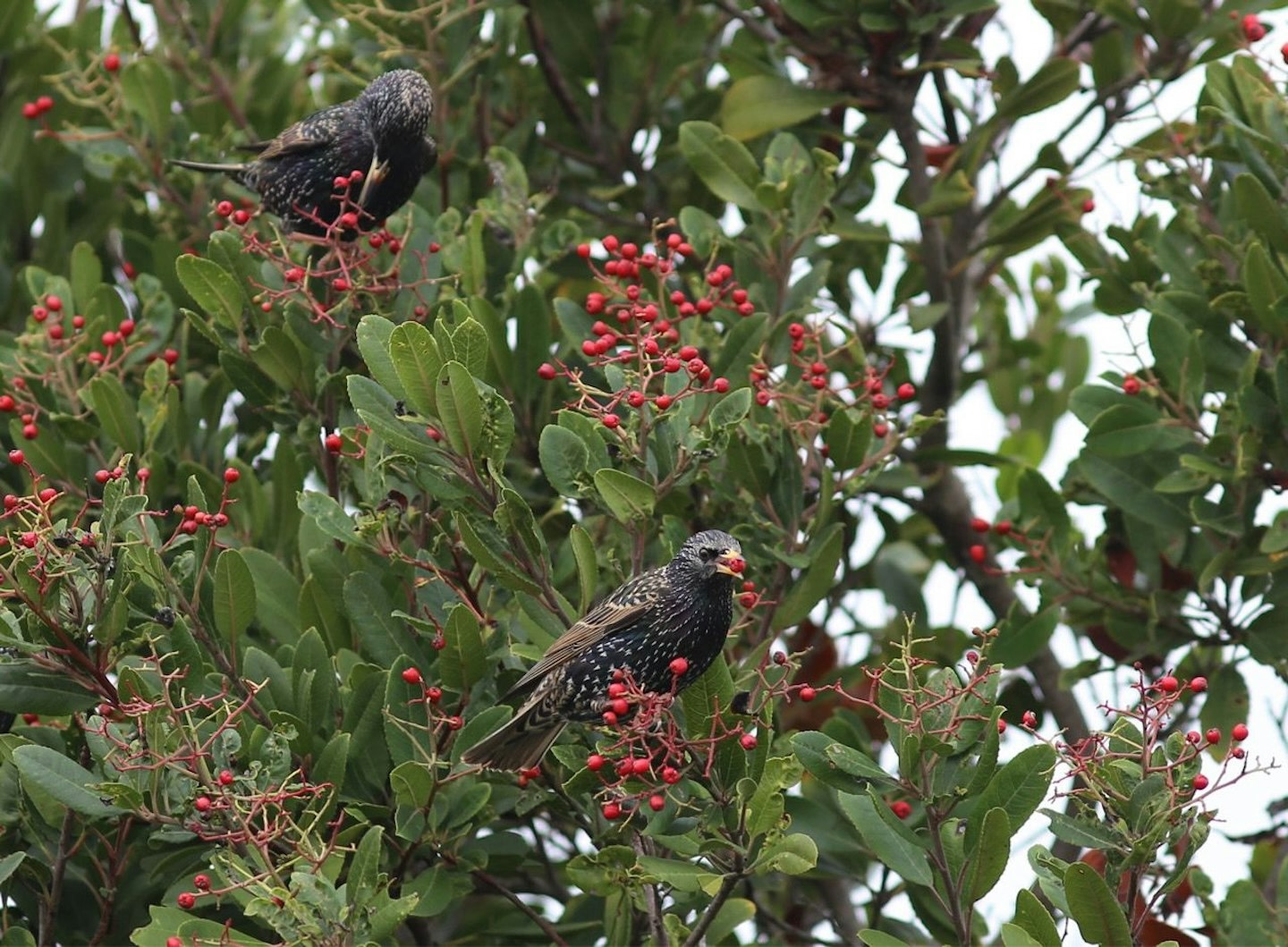 starlings