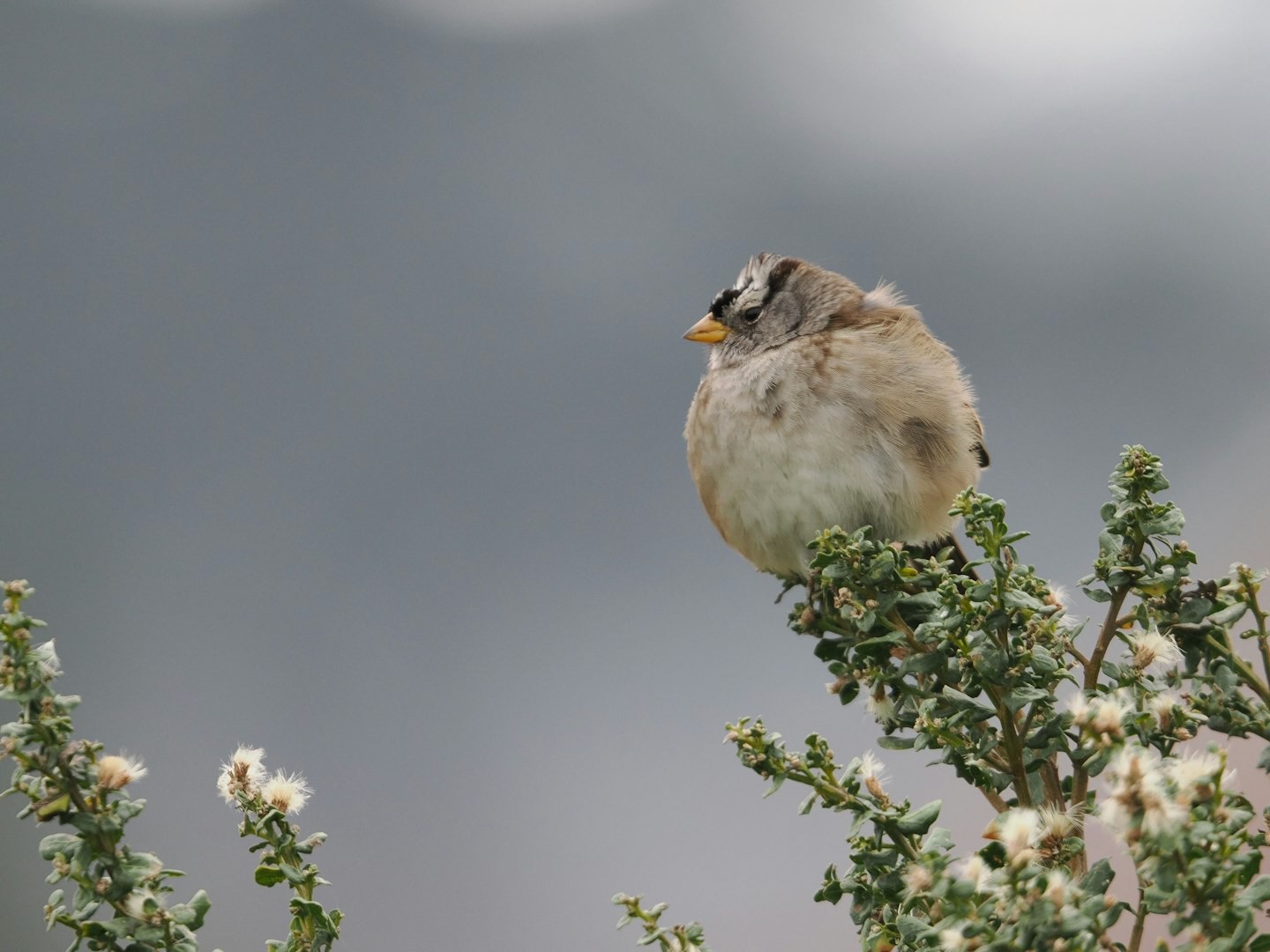 white crowned sparrow