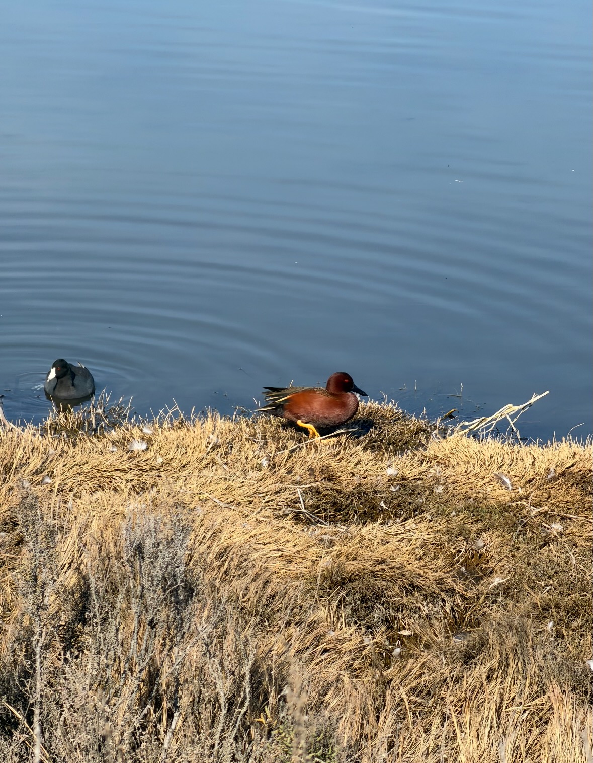 cinnamon teal and coot