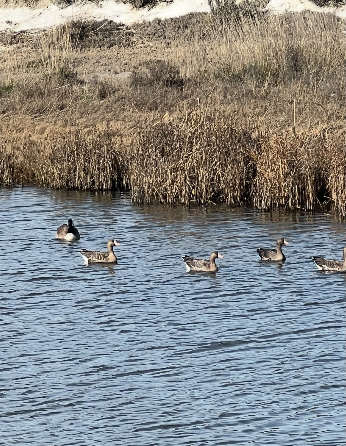 greater white-fronted geese