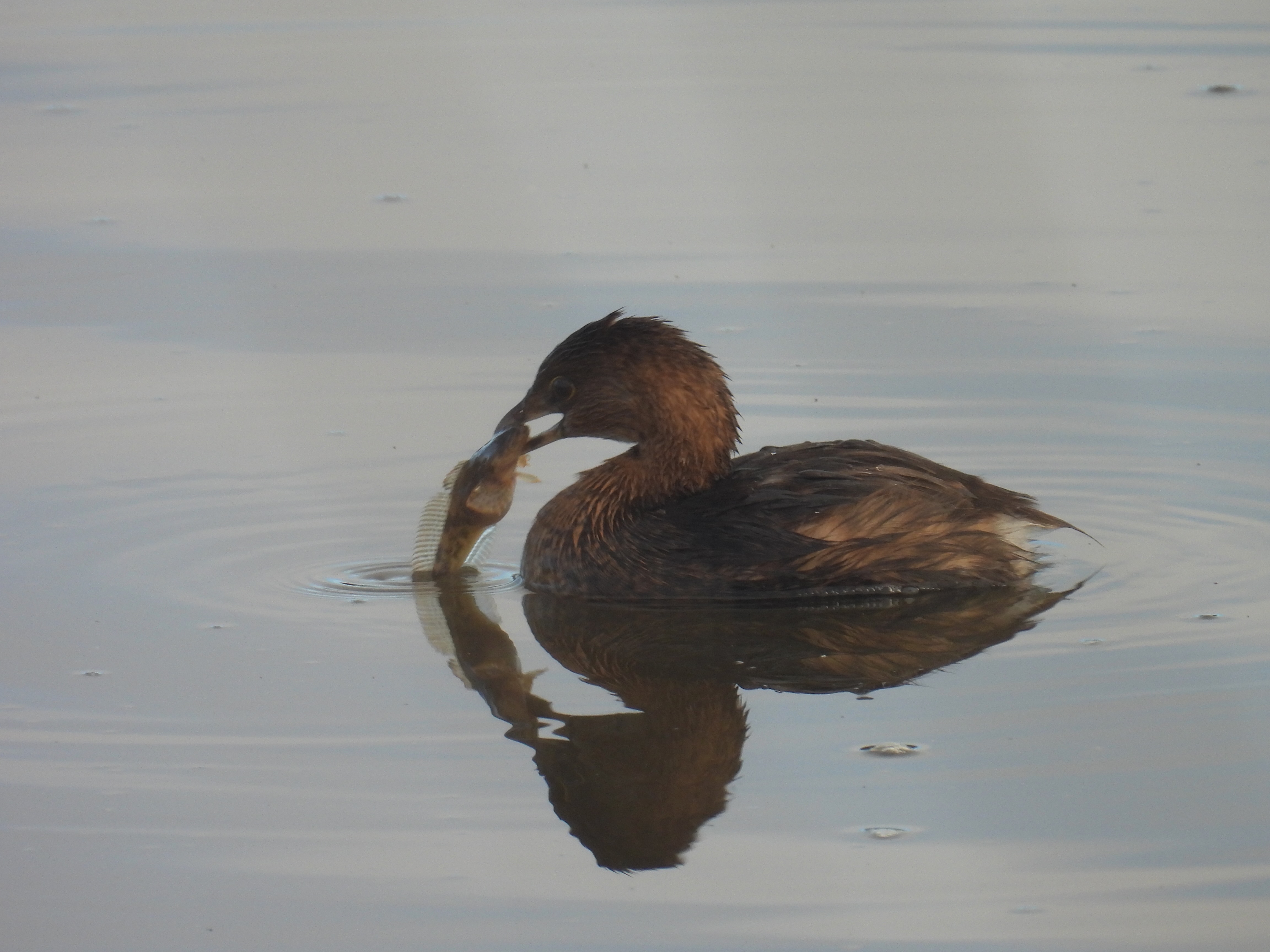 pied-billed grebe