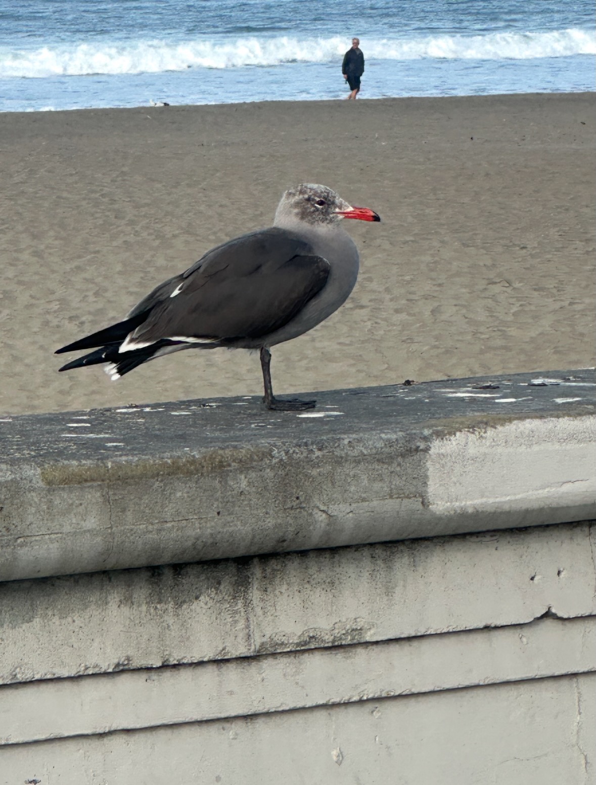heermann's gull