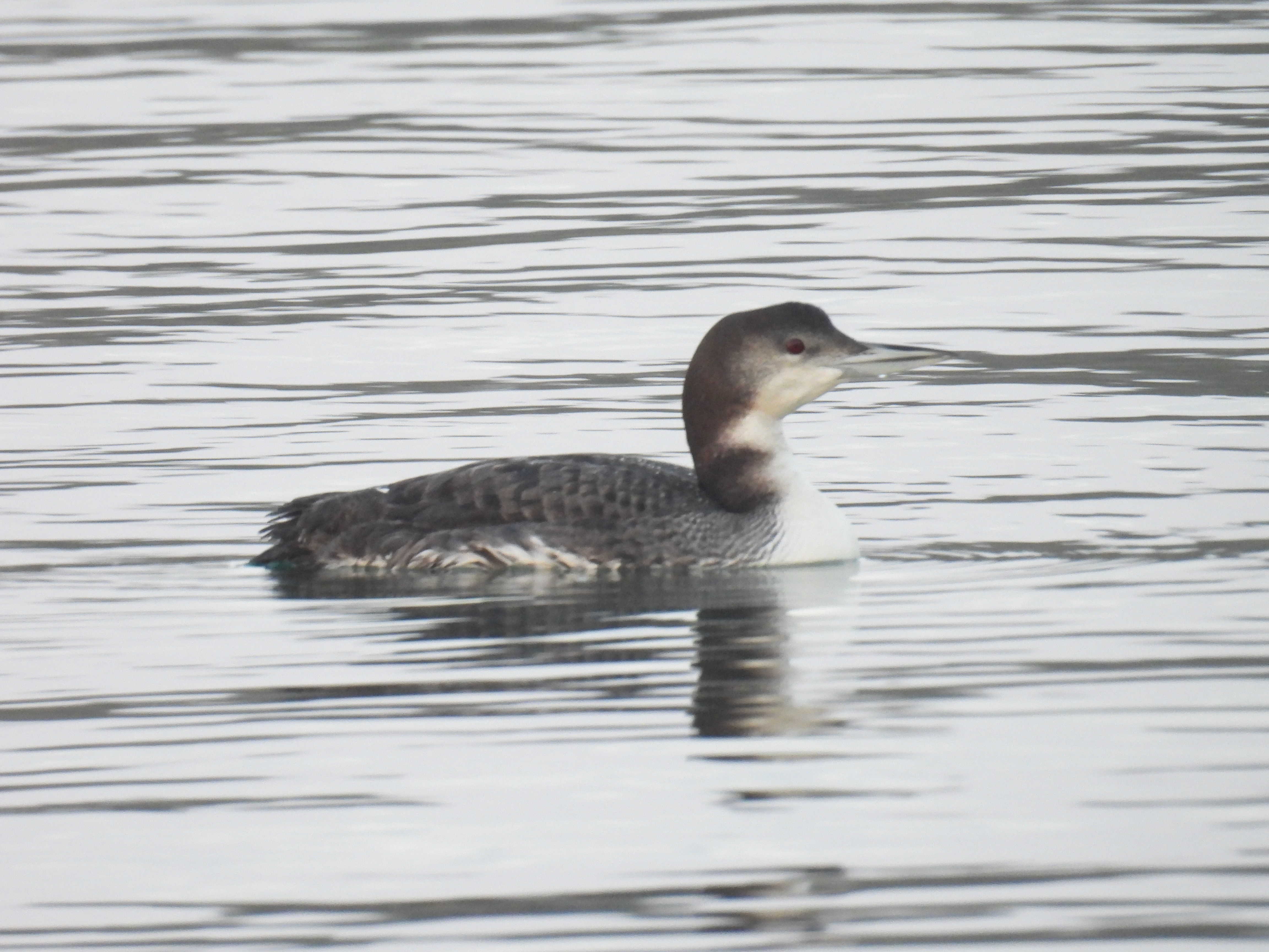 common loon