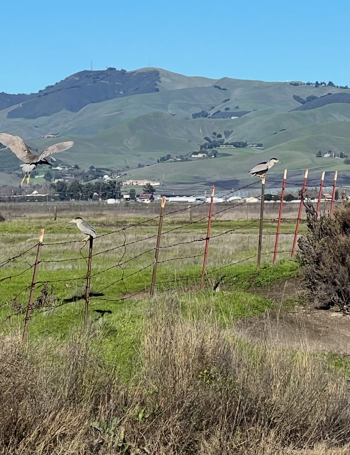 black-crowned night heron