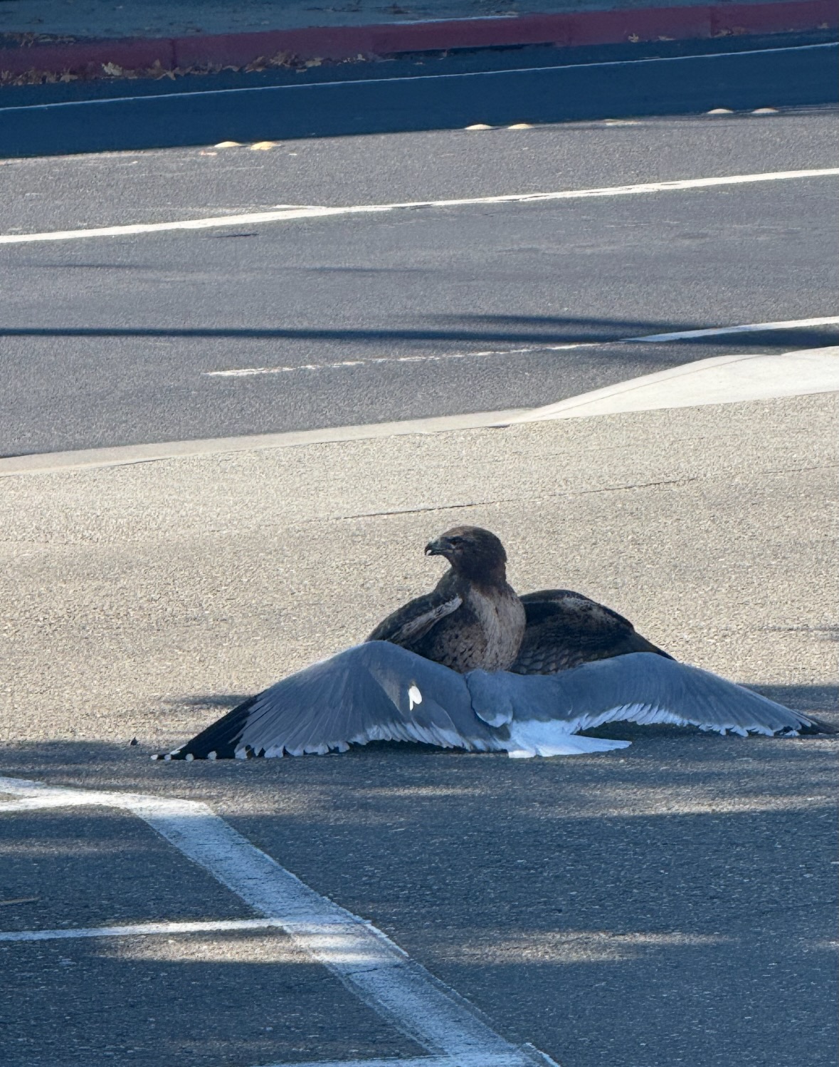 red-tailed hawk and gull