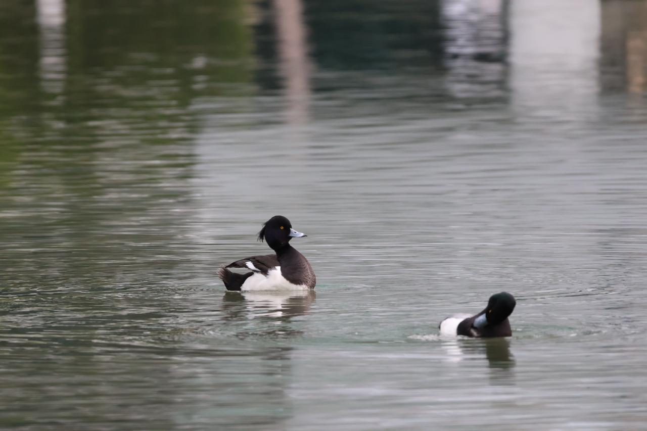 tufted duck