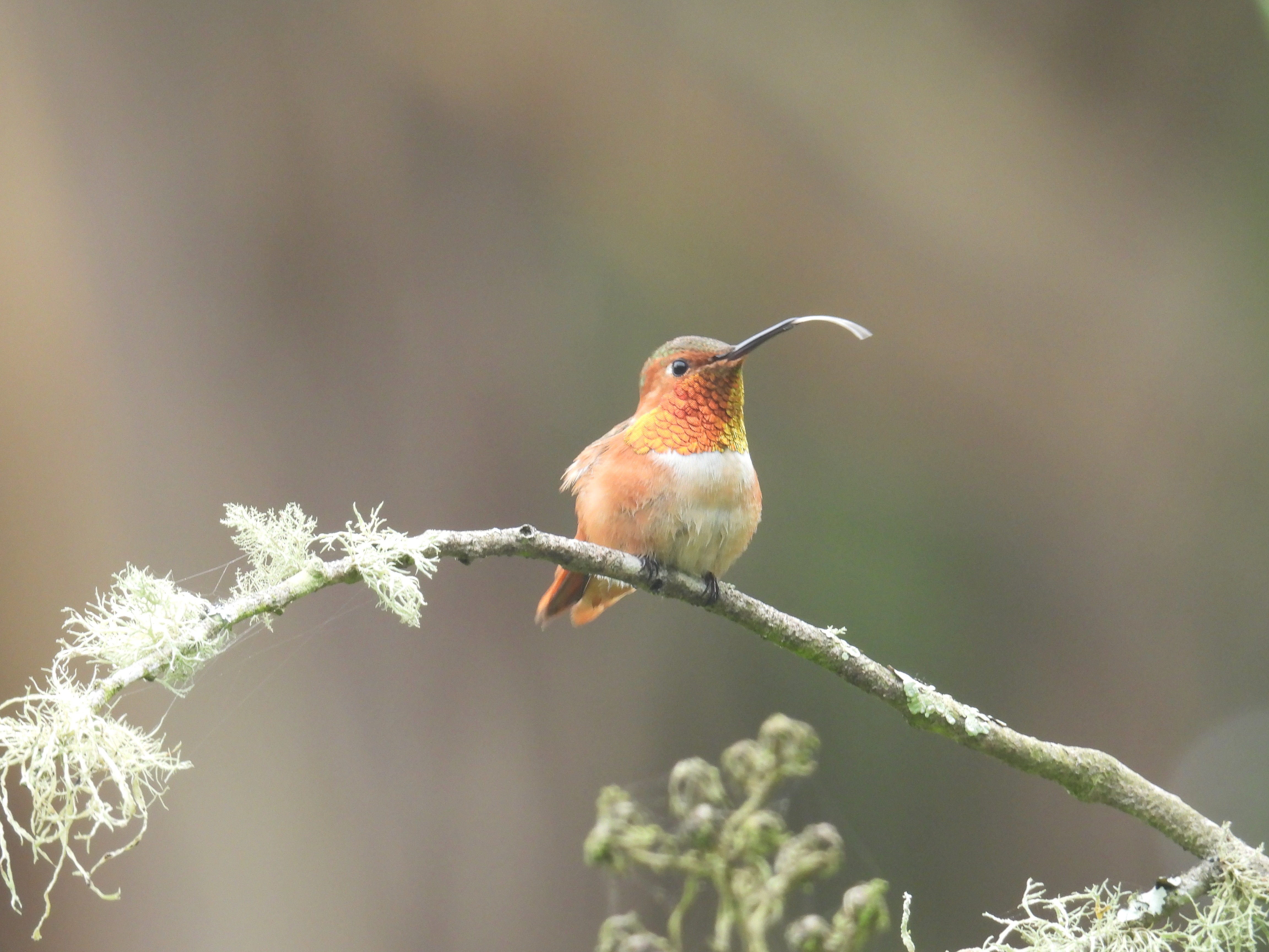 allen's humming bird tongue