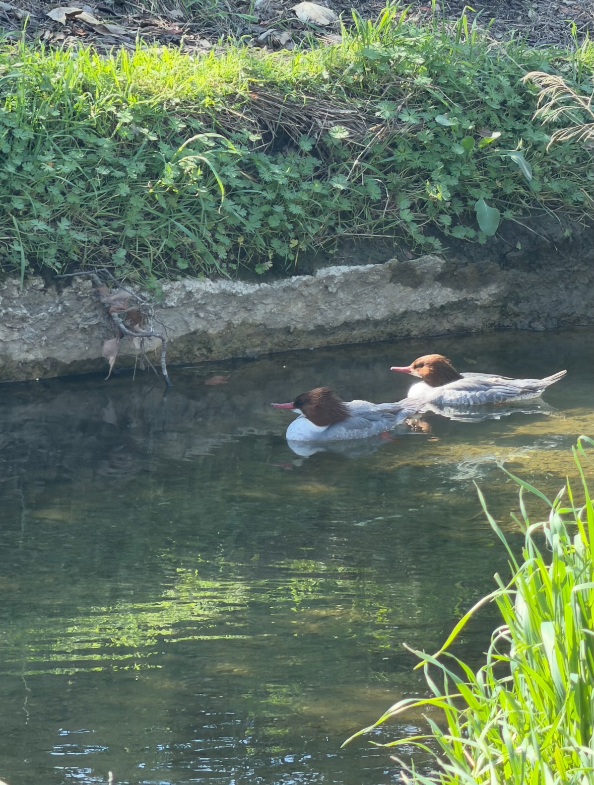 common merganser