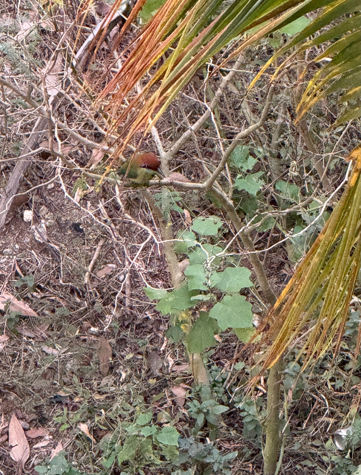 Russet-crowned Motmot