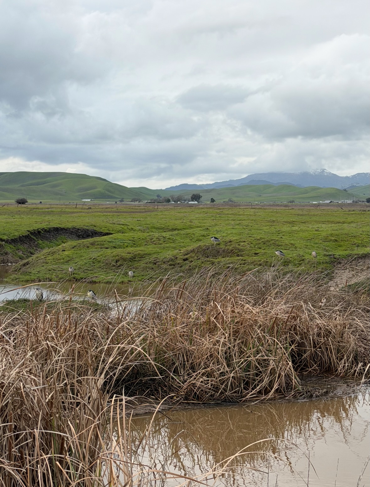 black-crowned night heron