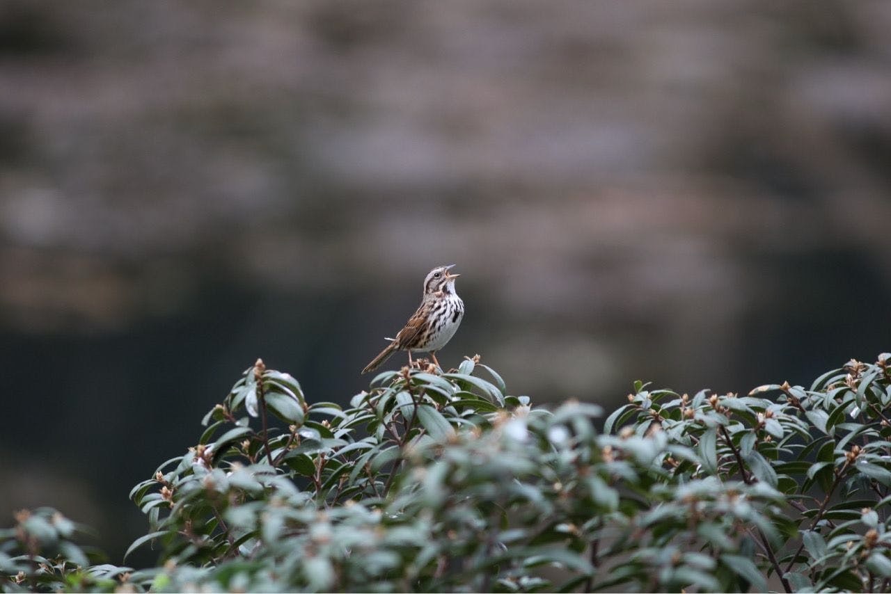 song sparrow