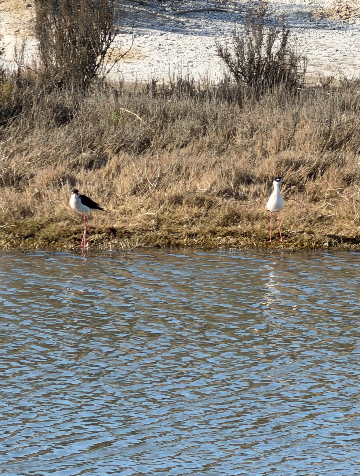 black-necked stilts