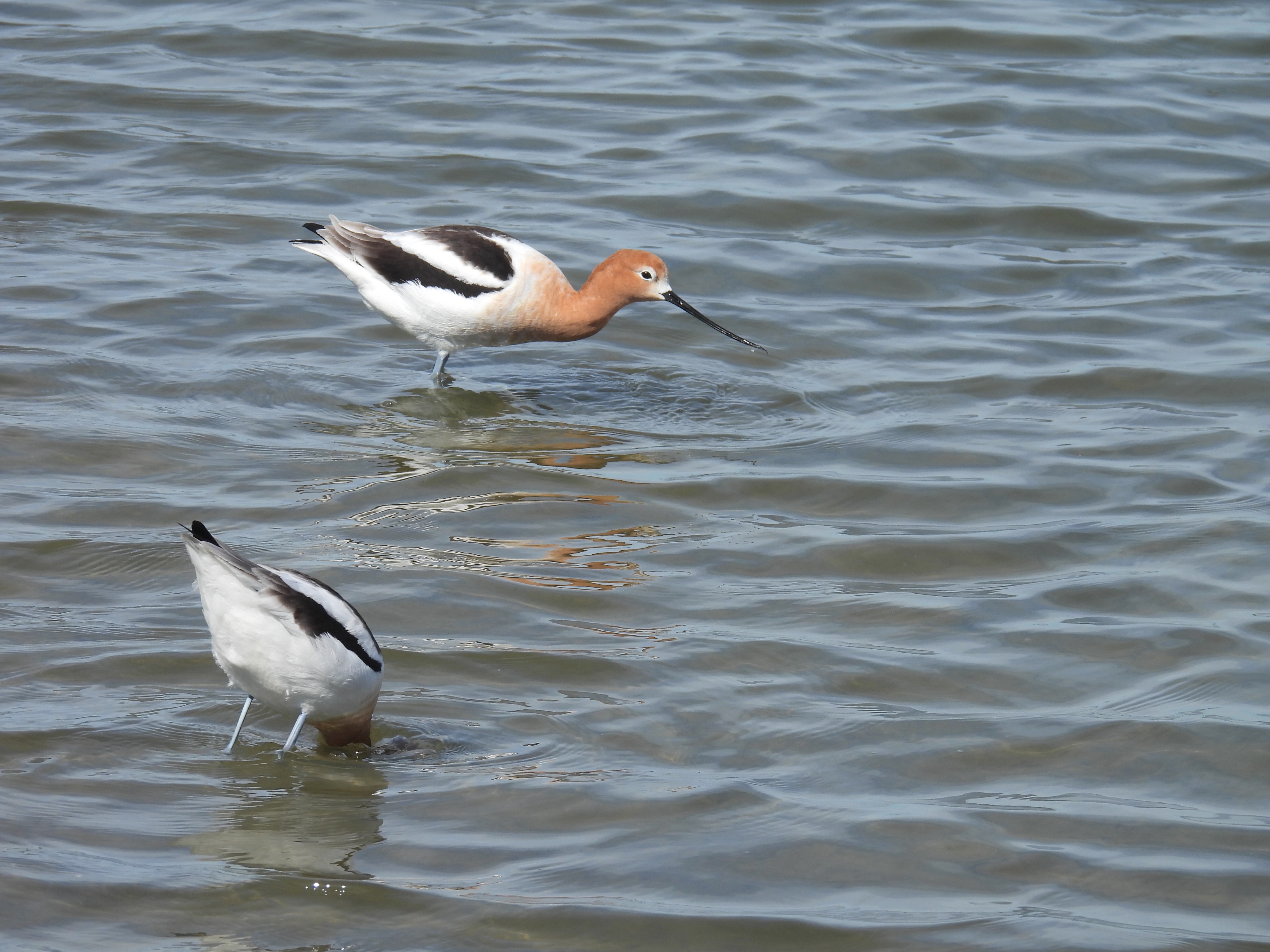 avocet eating