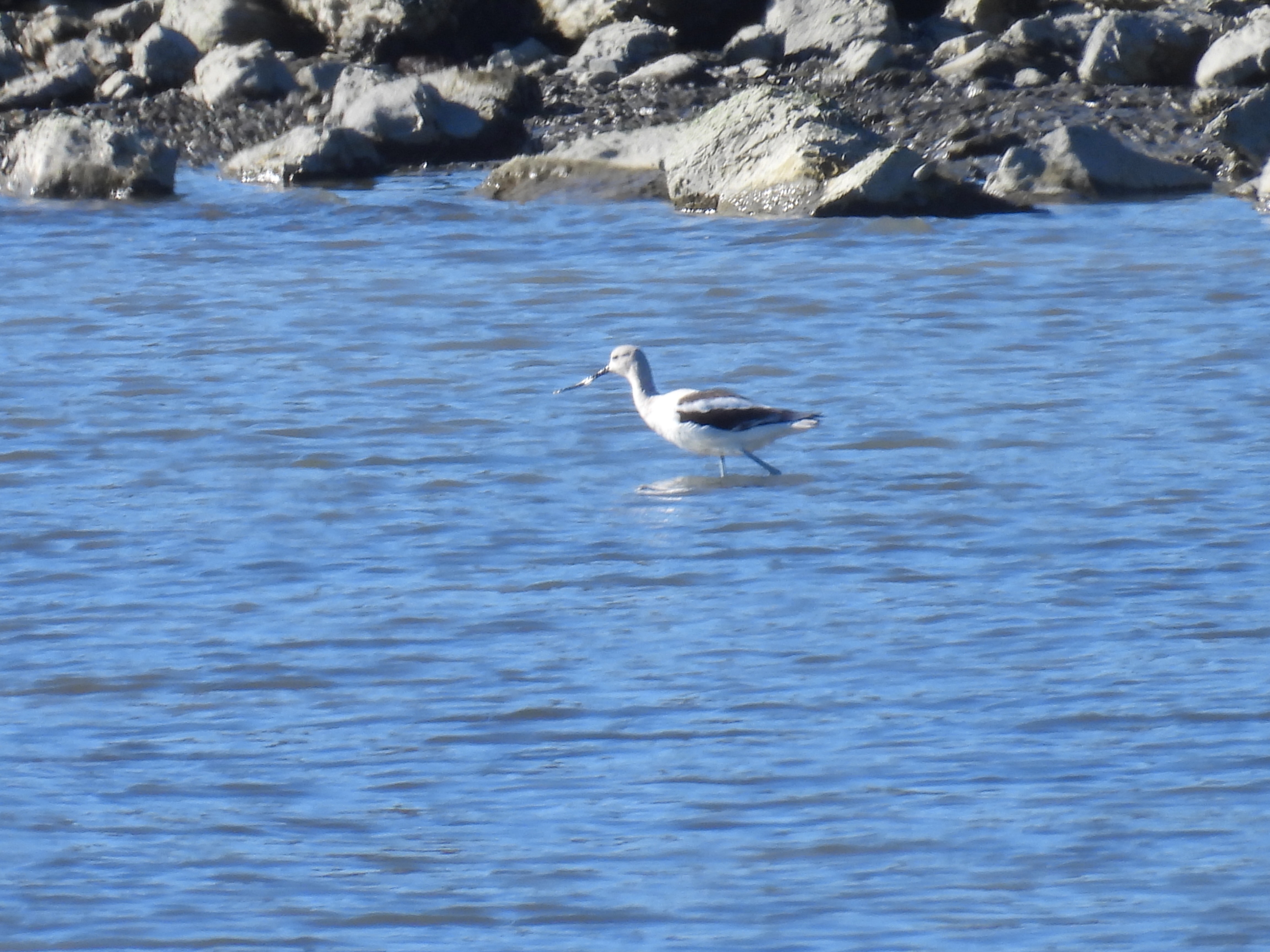 avocet with winter plumage