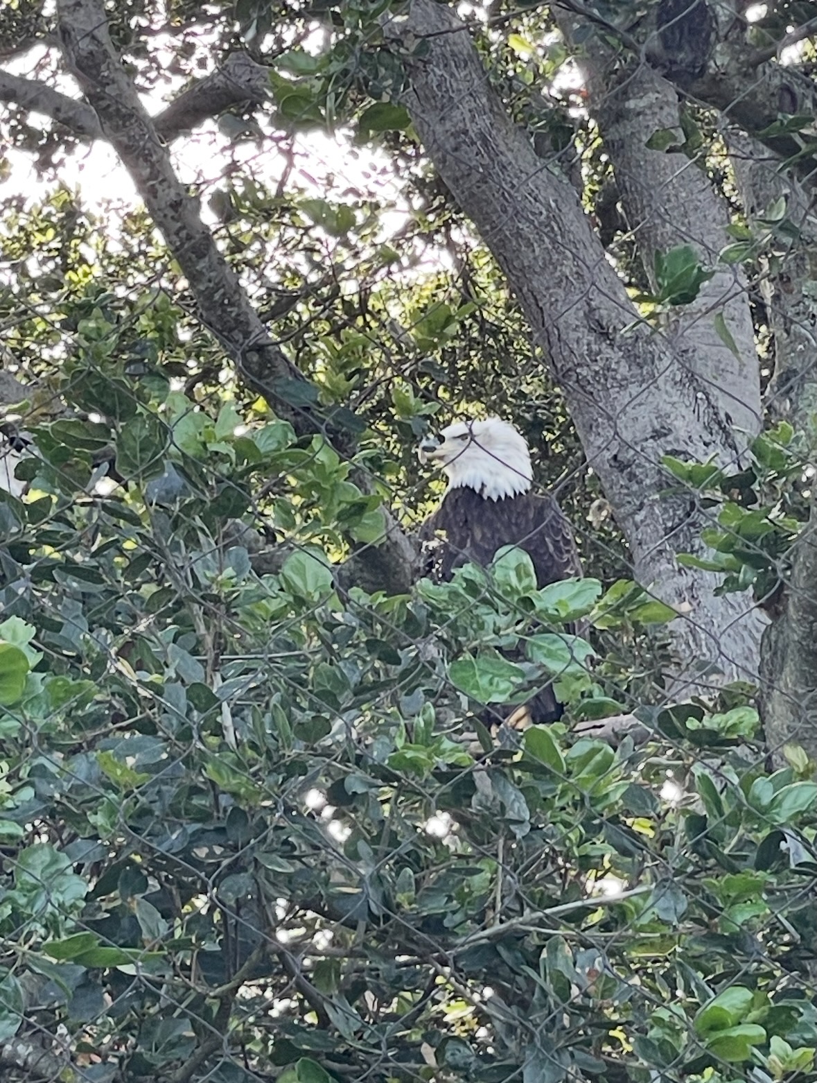 bald eagle
