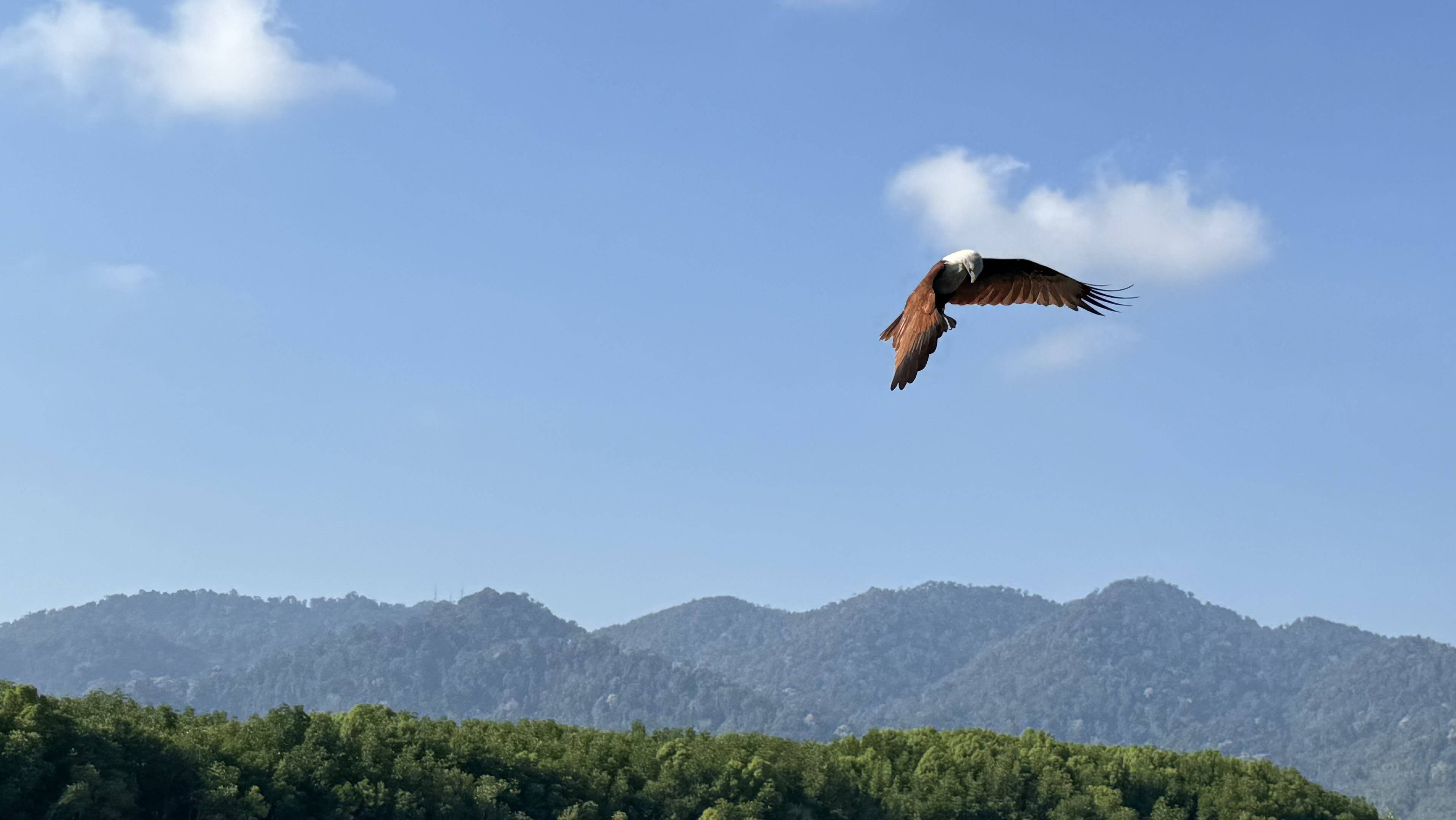 brahminy kite