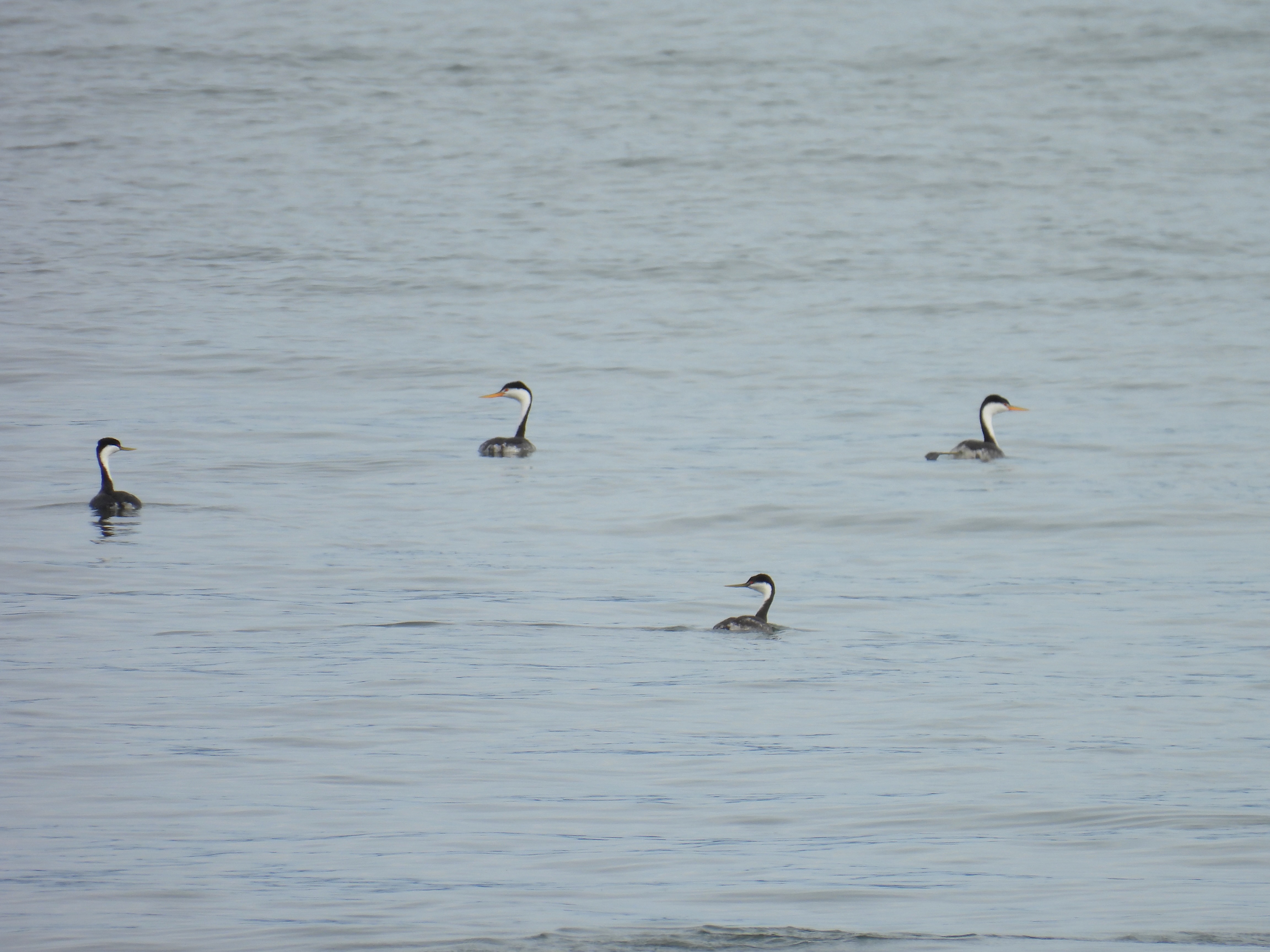grebes