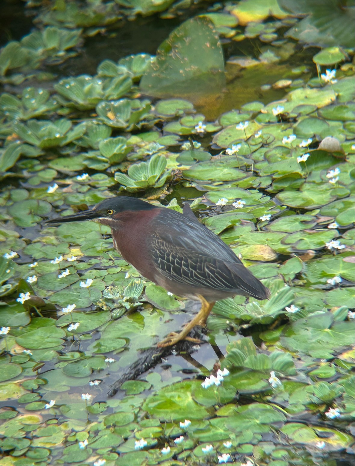 green heron