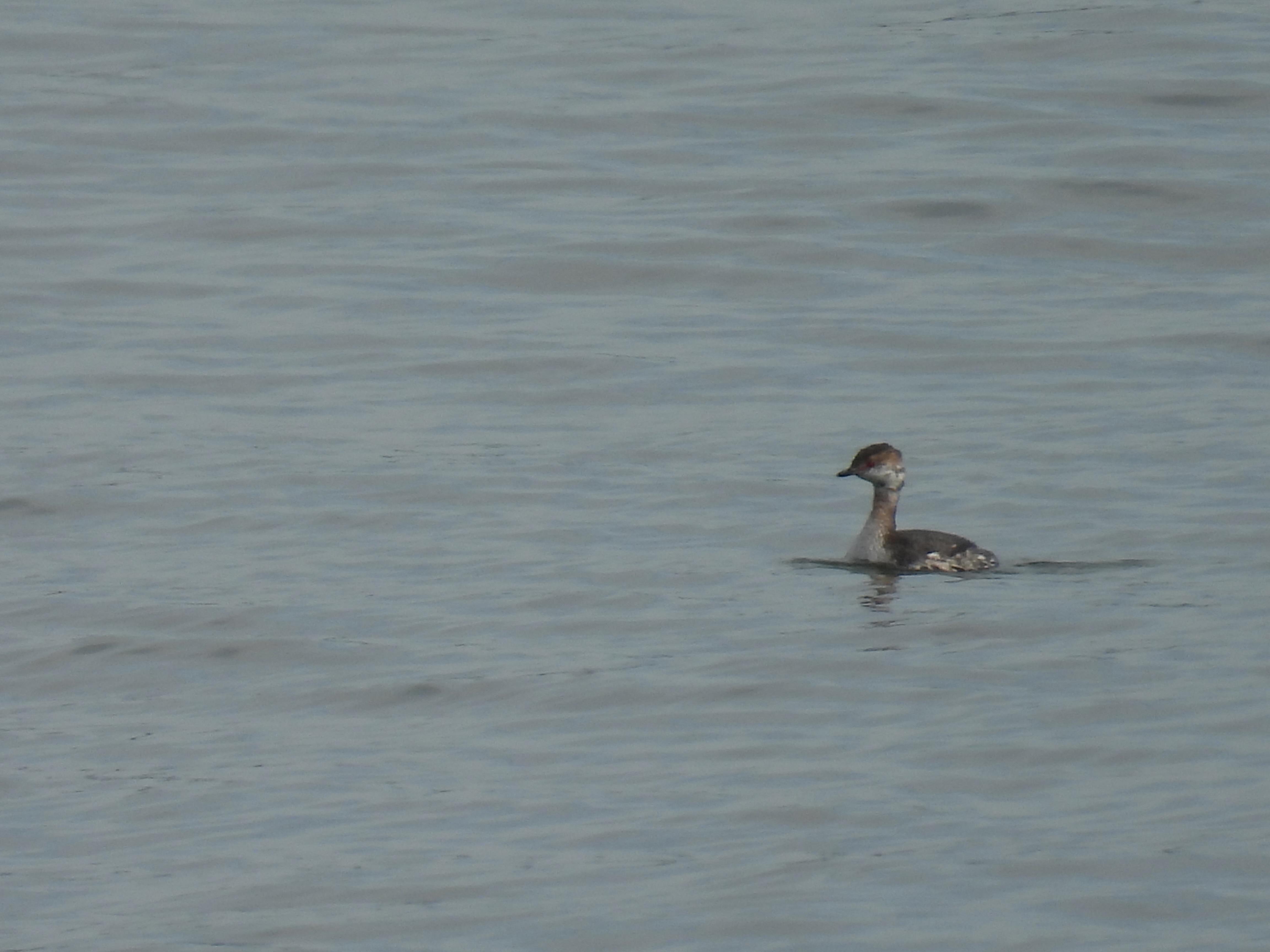 horned grebe
