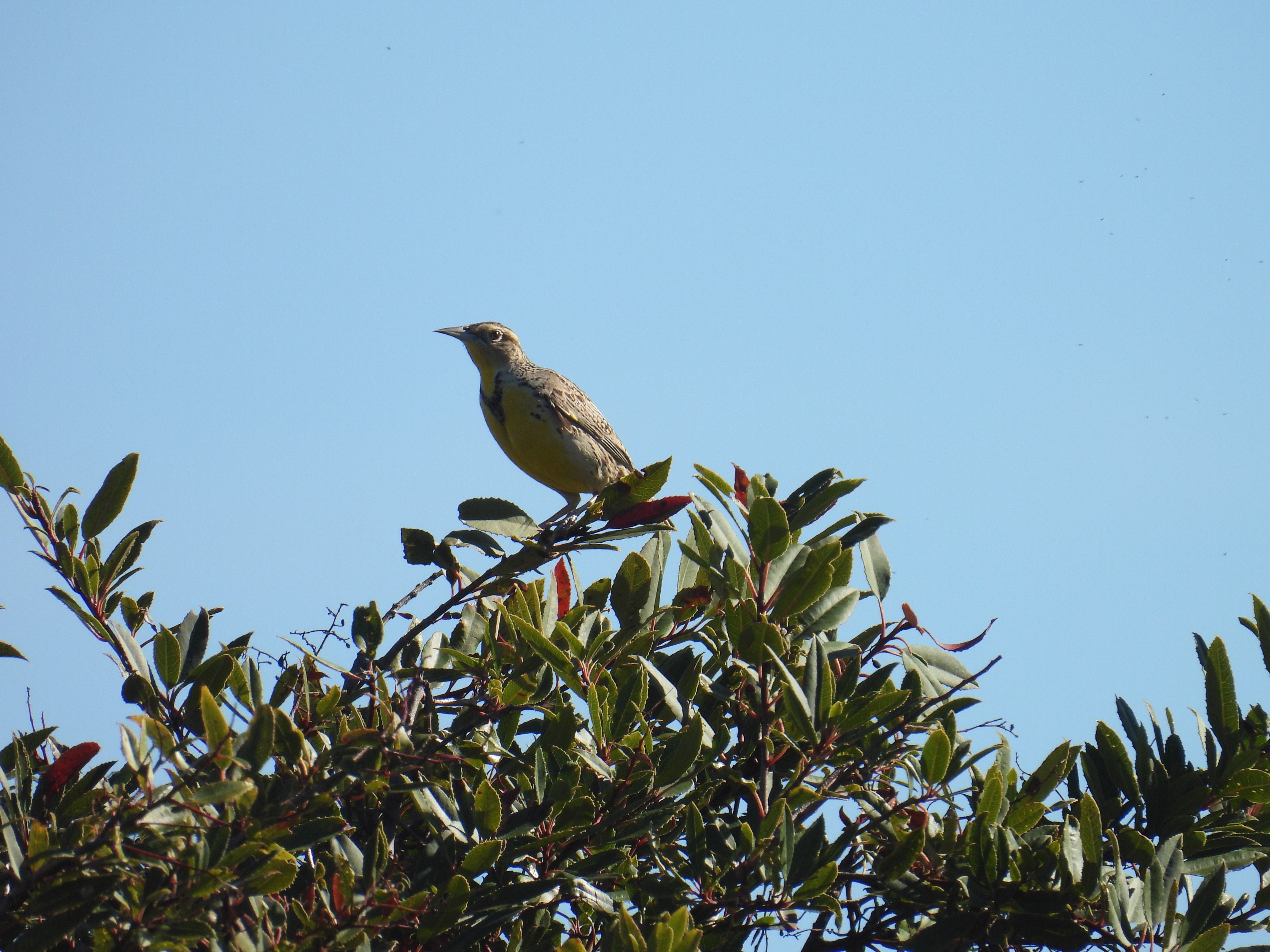 western meadowlark
