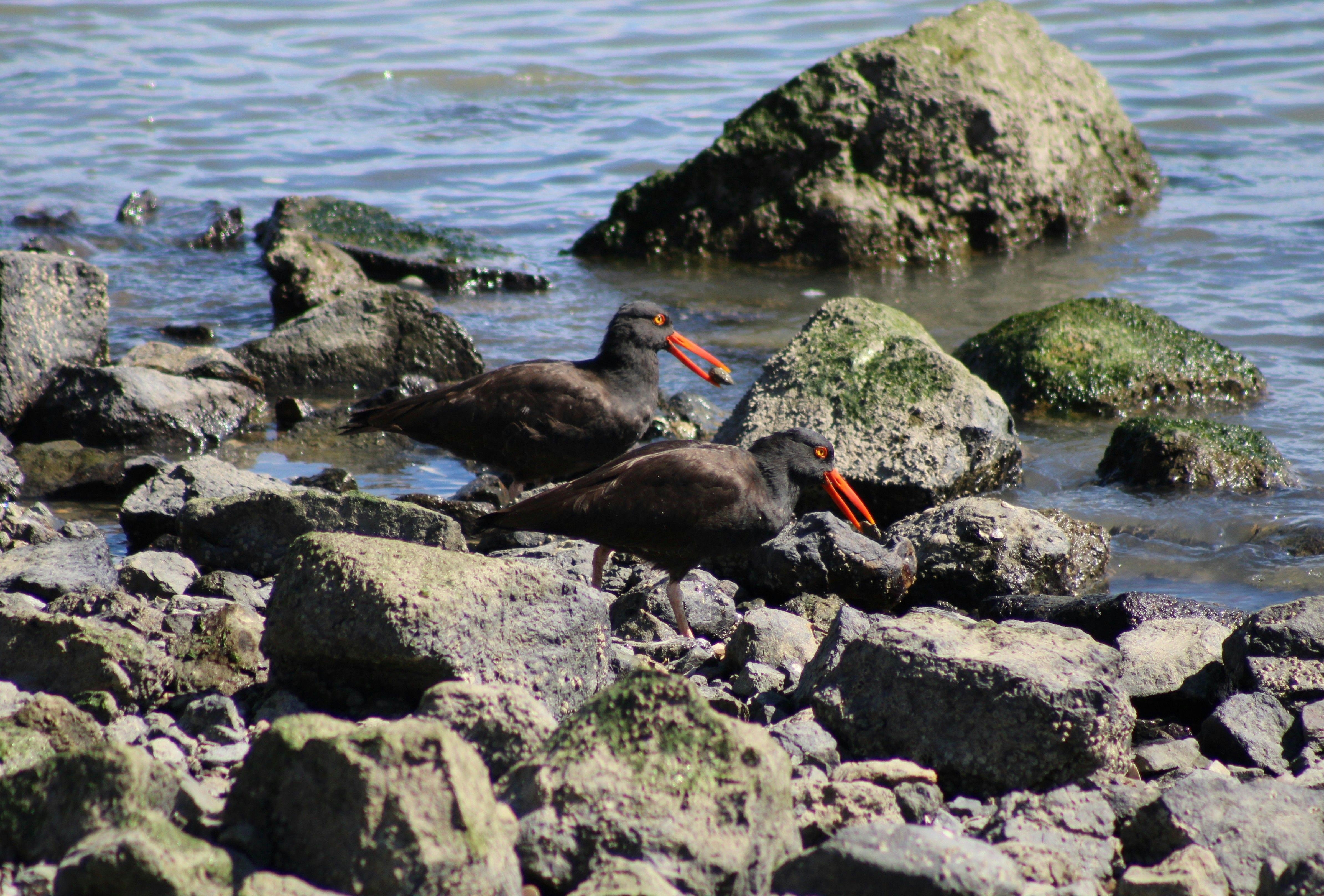 black oystercatcher