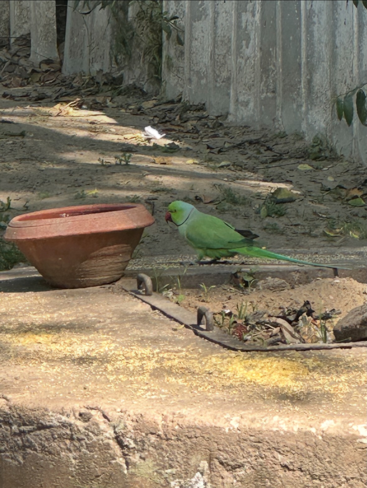 rose-ringed parakeet