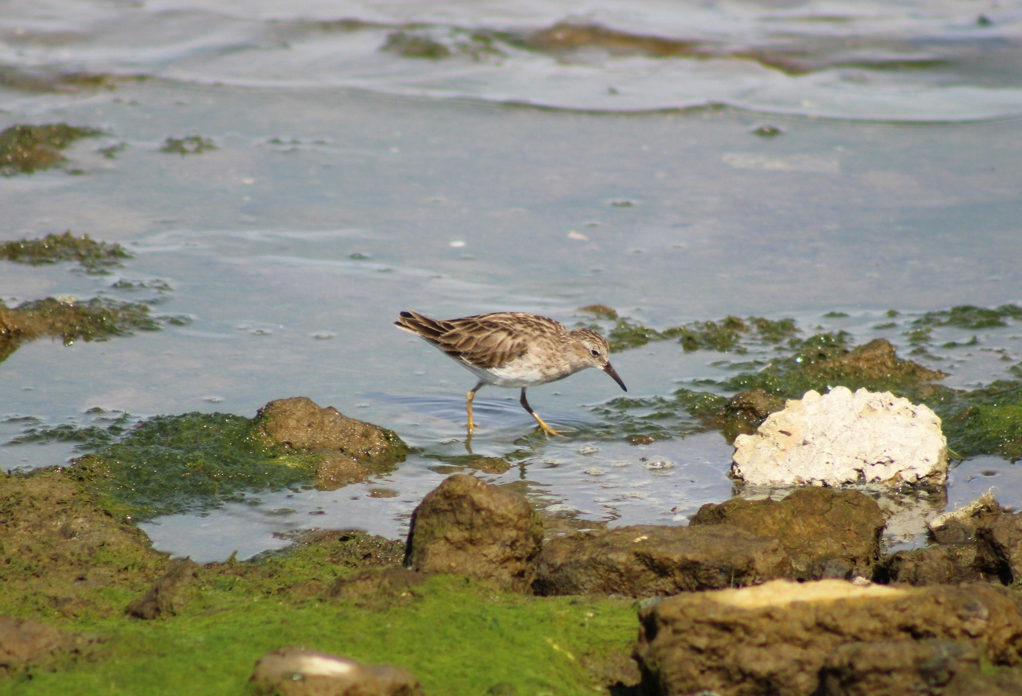 least sandpiper