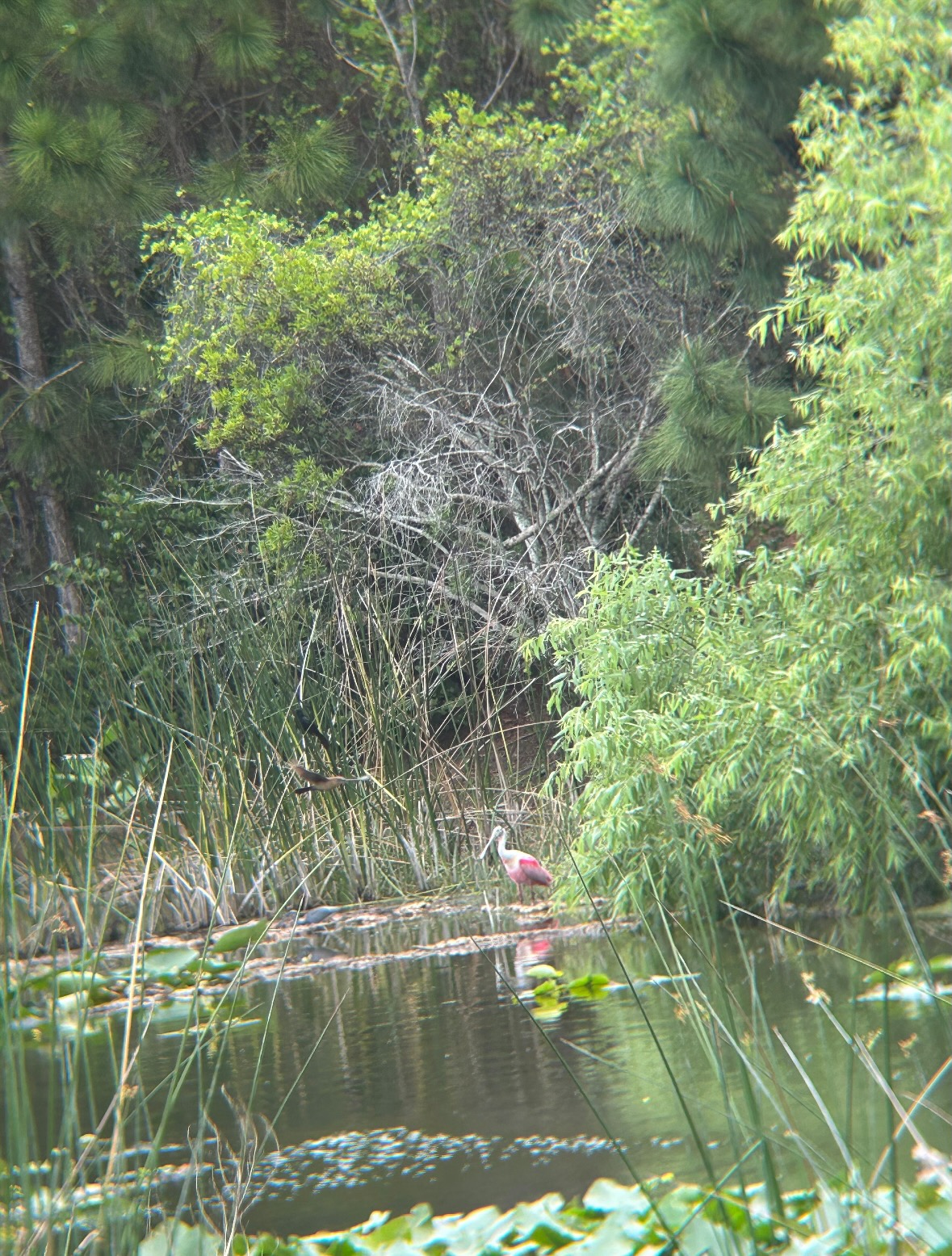 roseate spoonbill