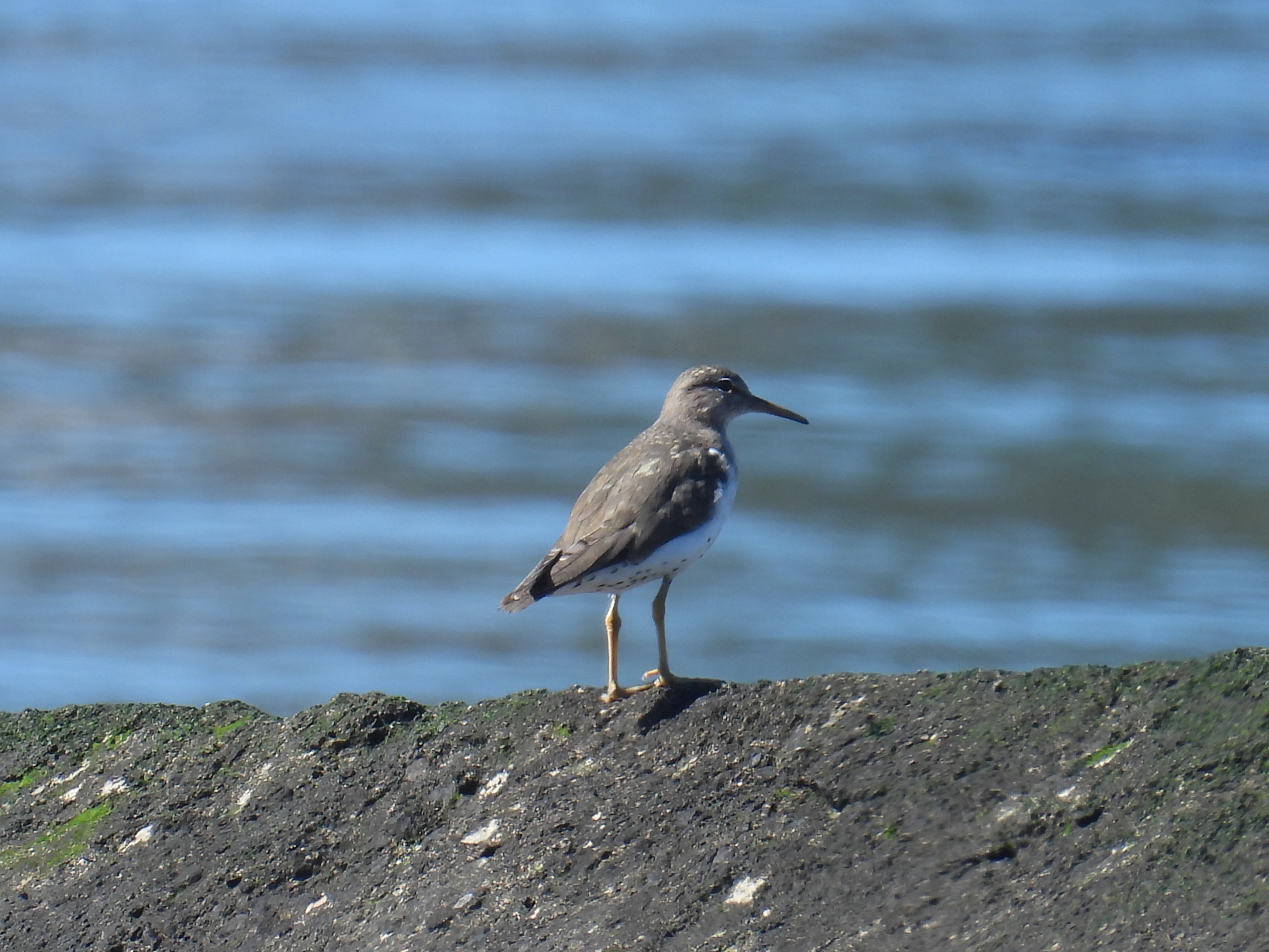 spotted sandpiper