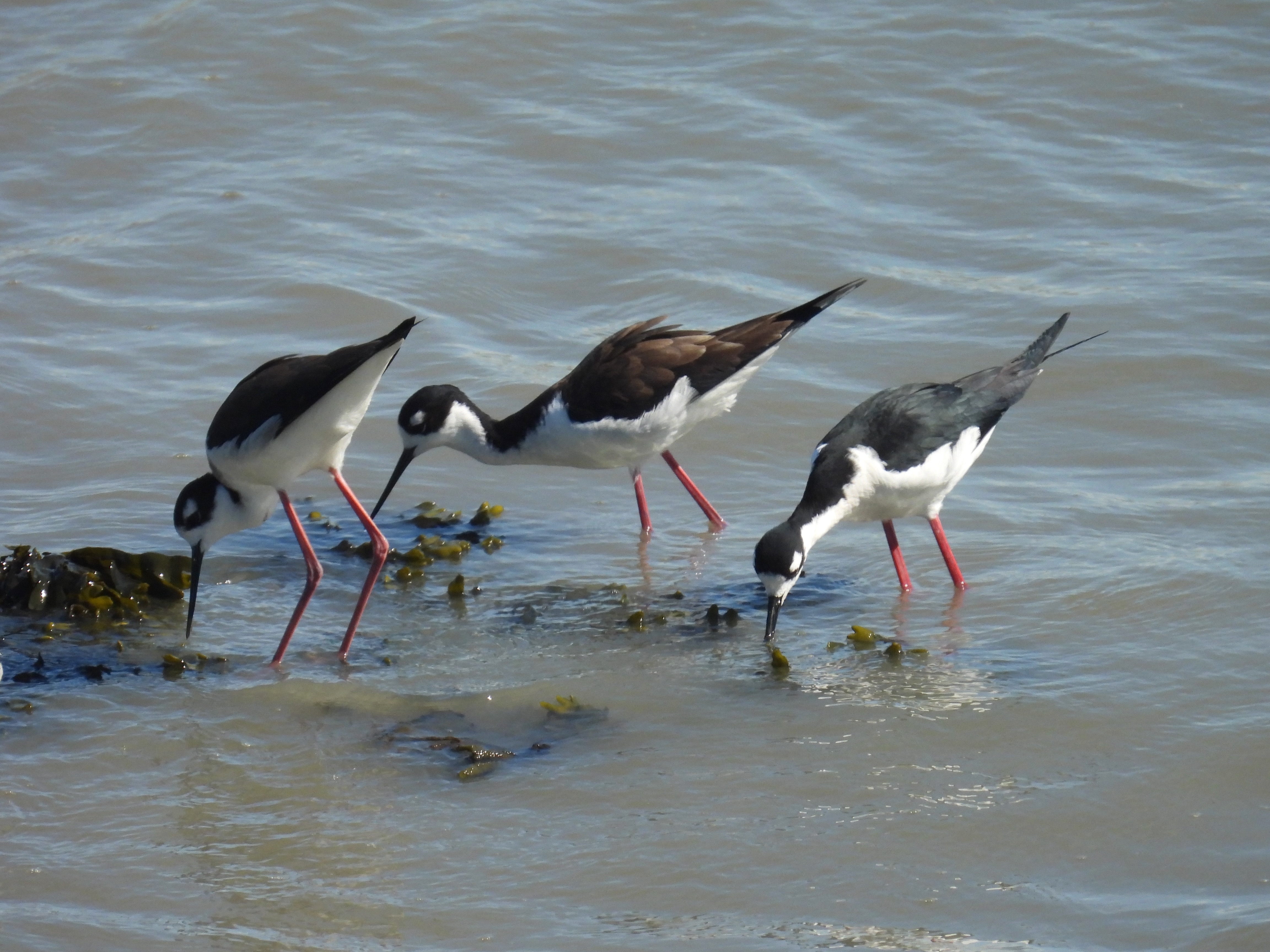 black-necked stilt