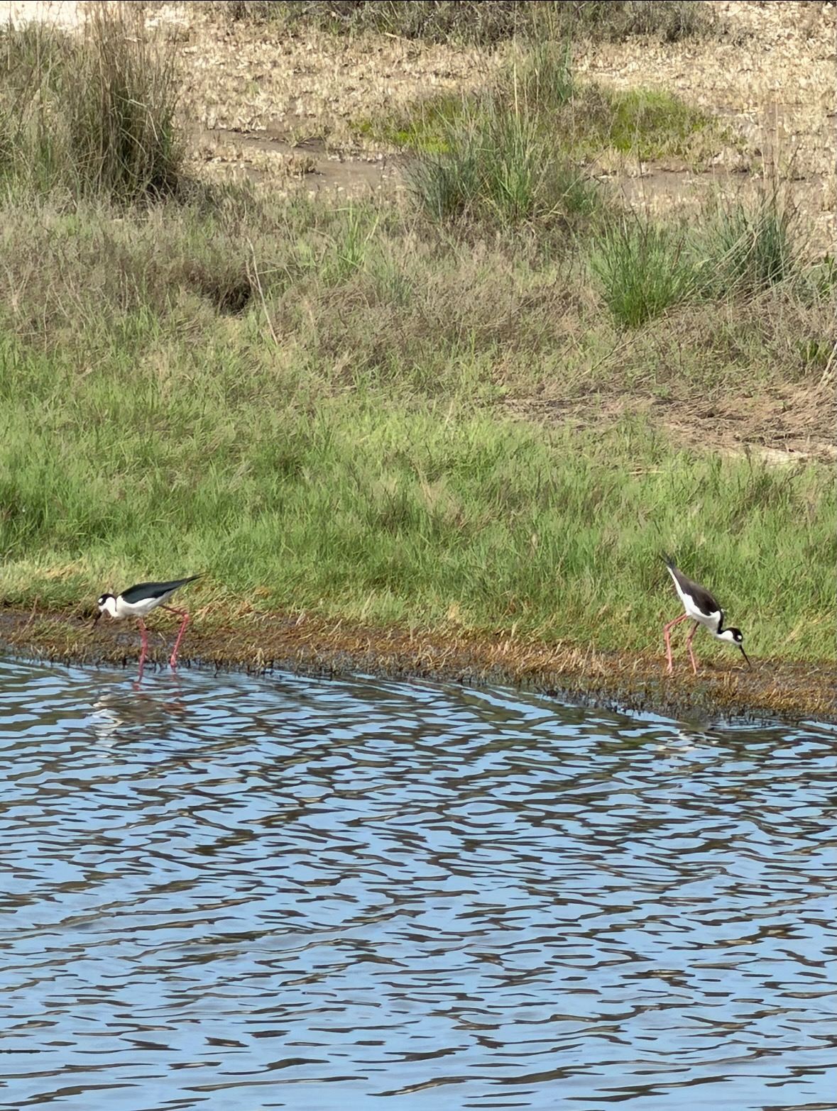 black-necked stilt