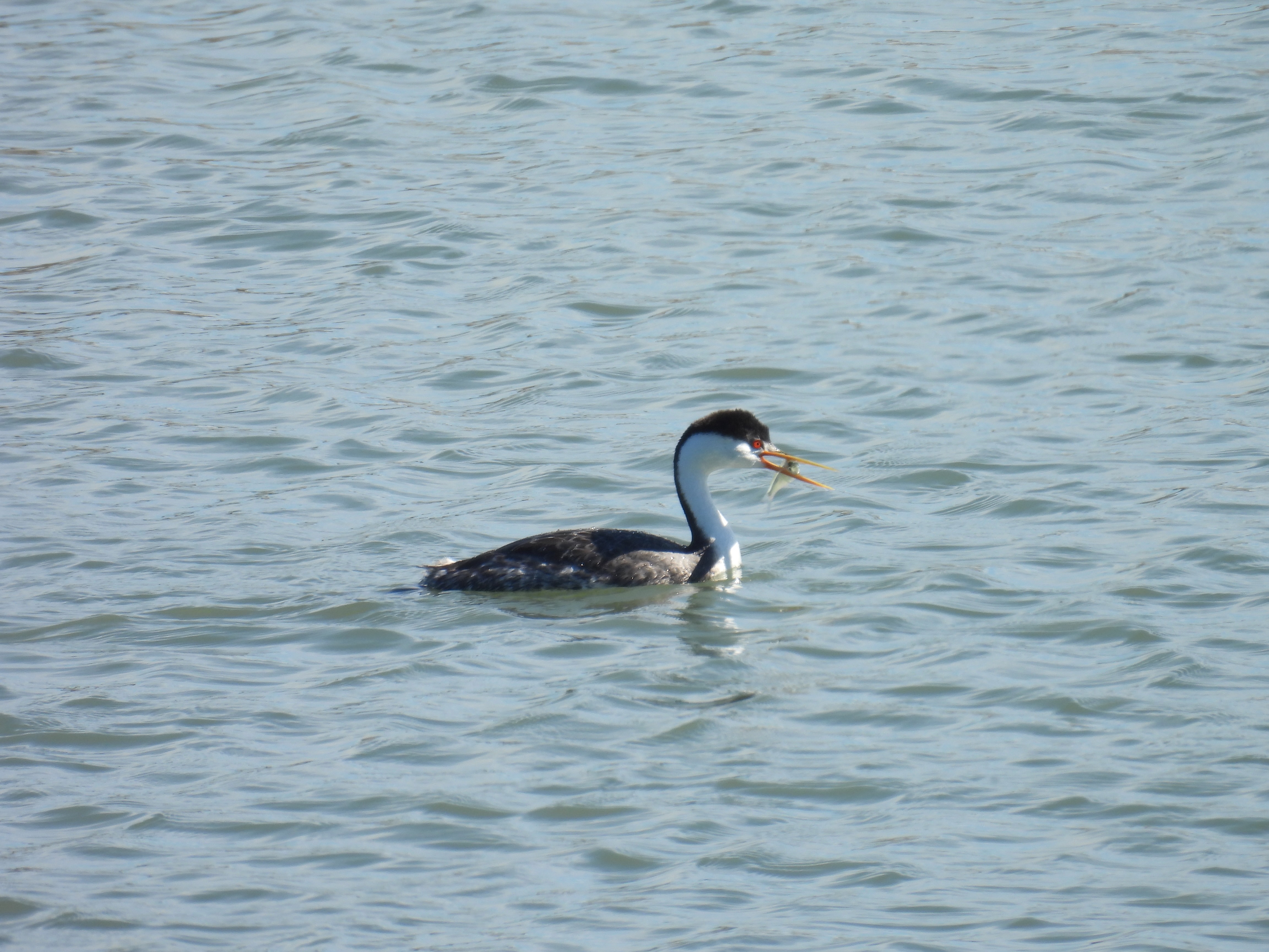grebe