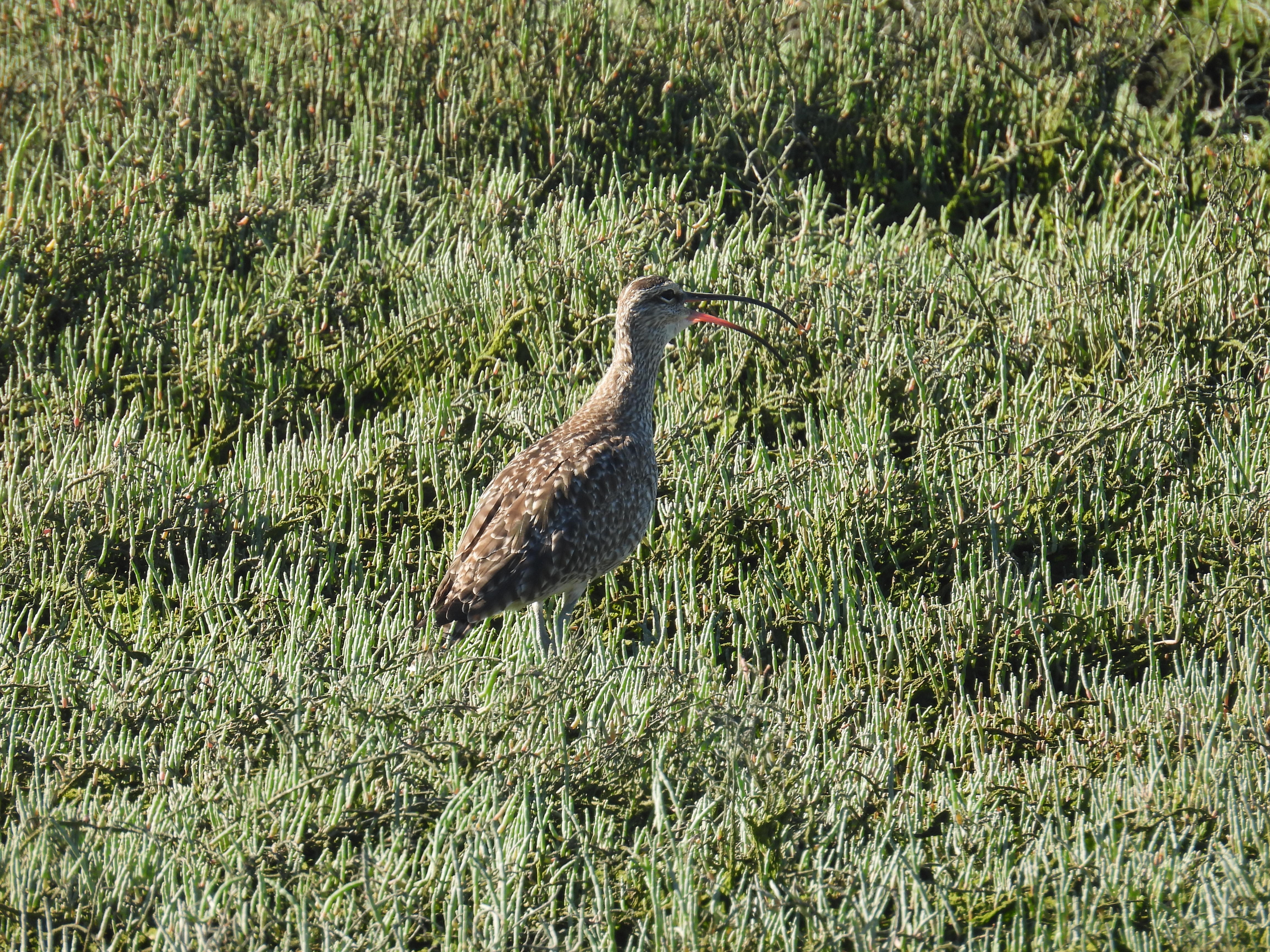 hudsonian whimbrel