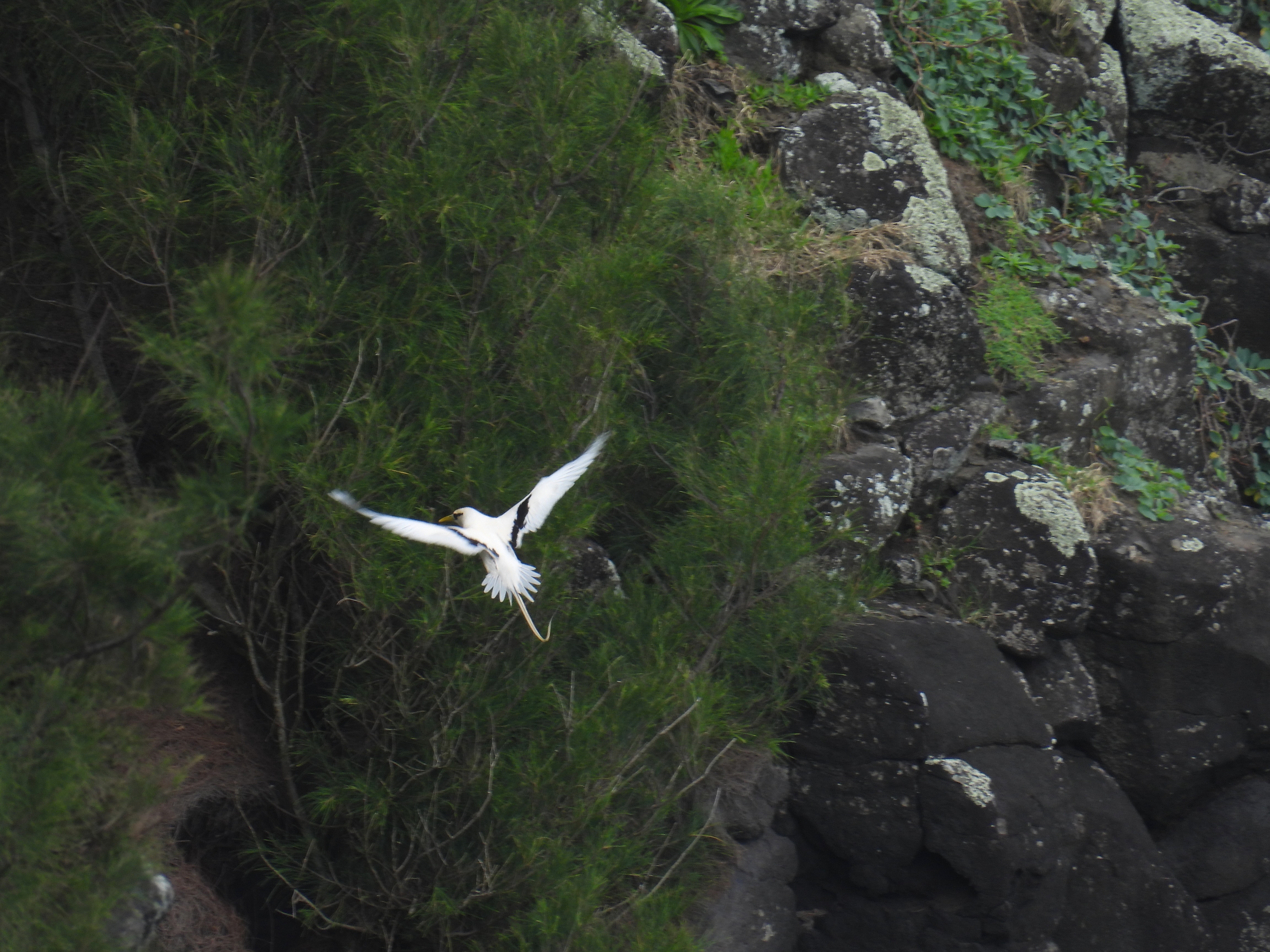 white-tailed tropicbird