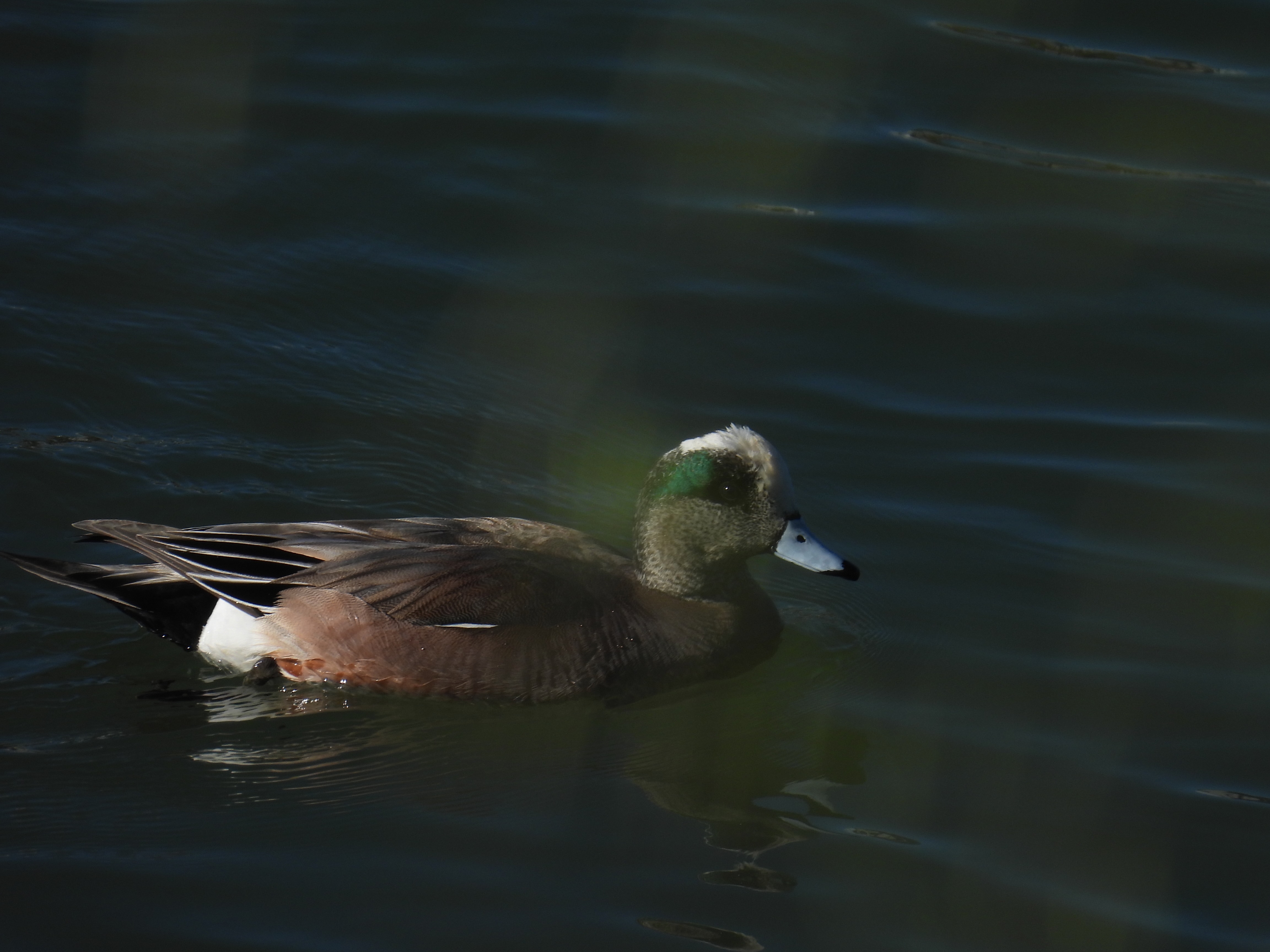 american wigeon
