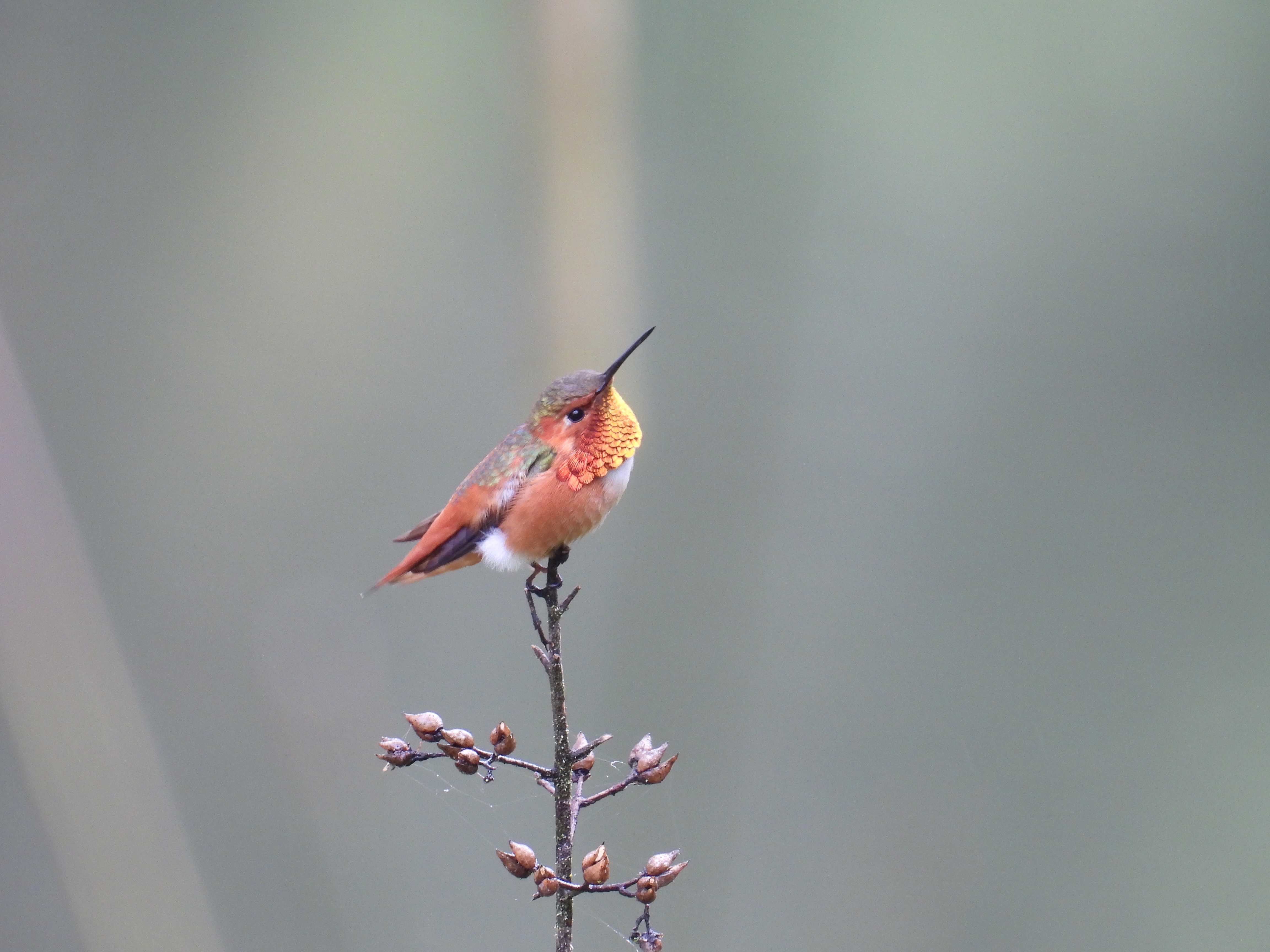 allens hummingbird