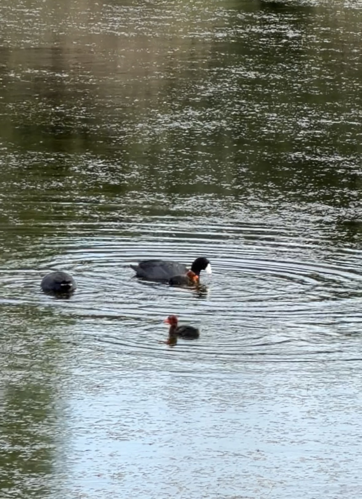 coot chicks