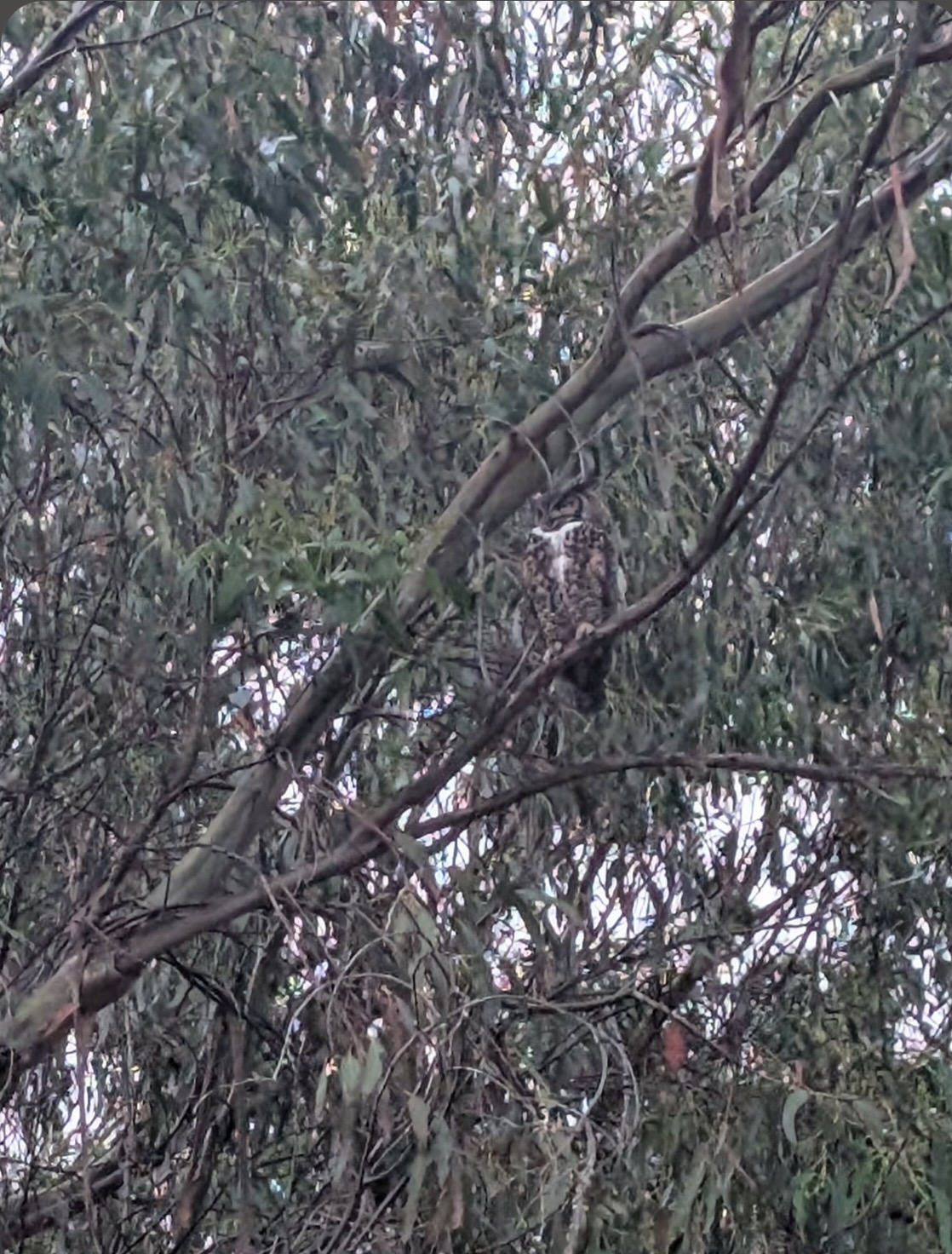 great horned owl