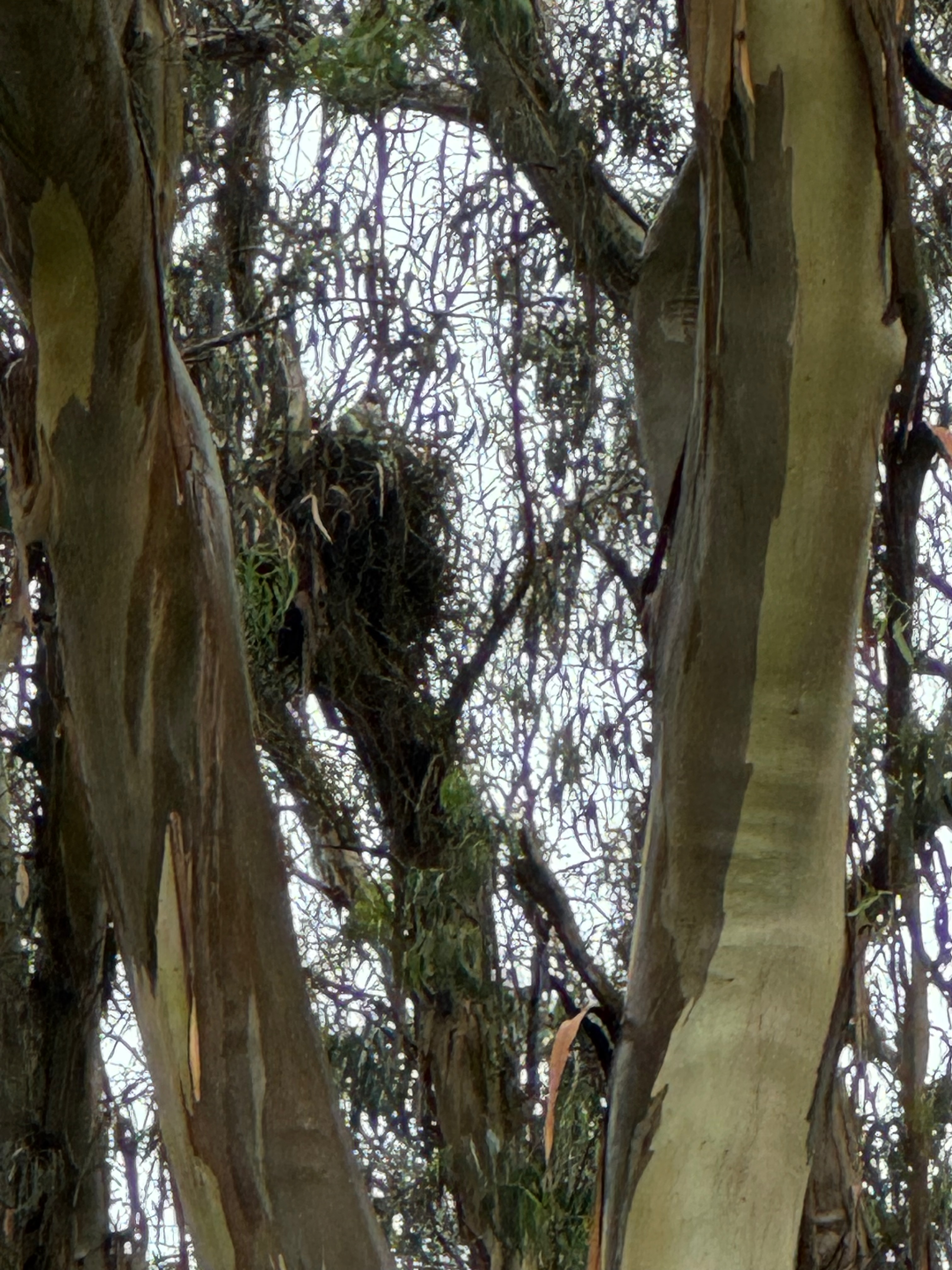 coopers hawk nest