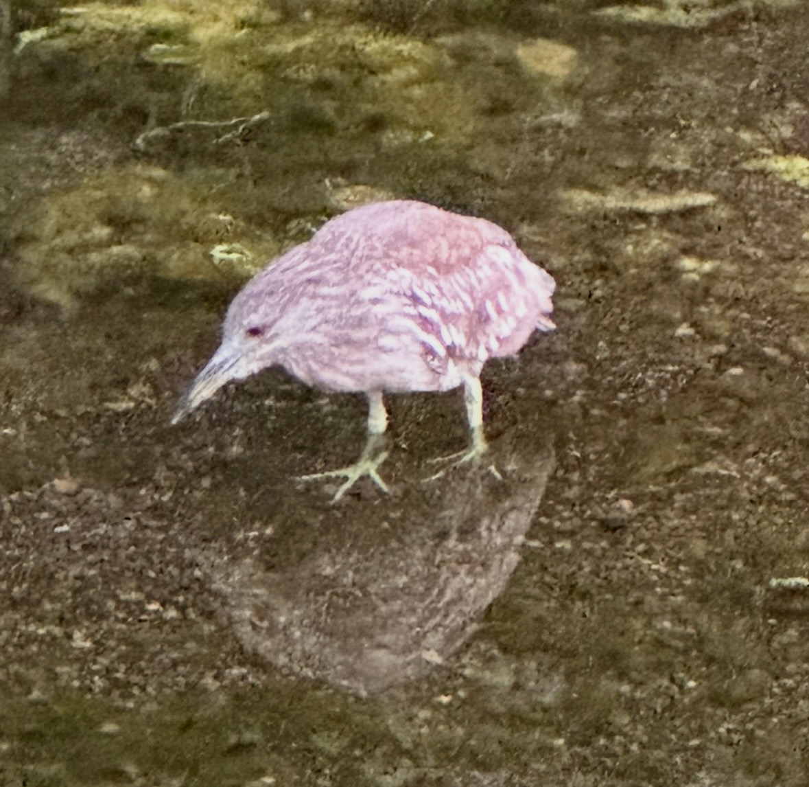 black-crowned night heron