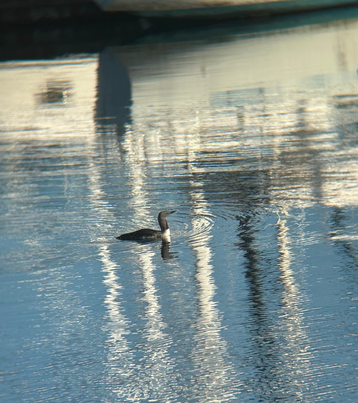red-throated loon