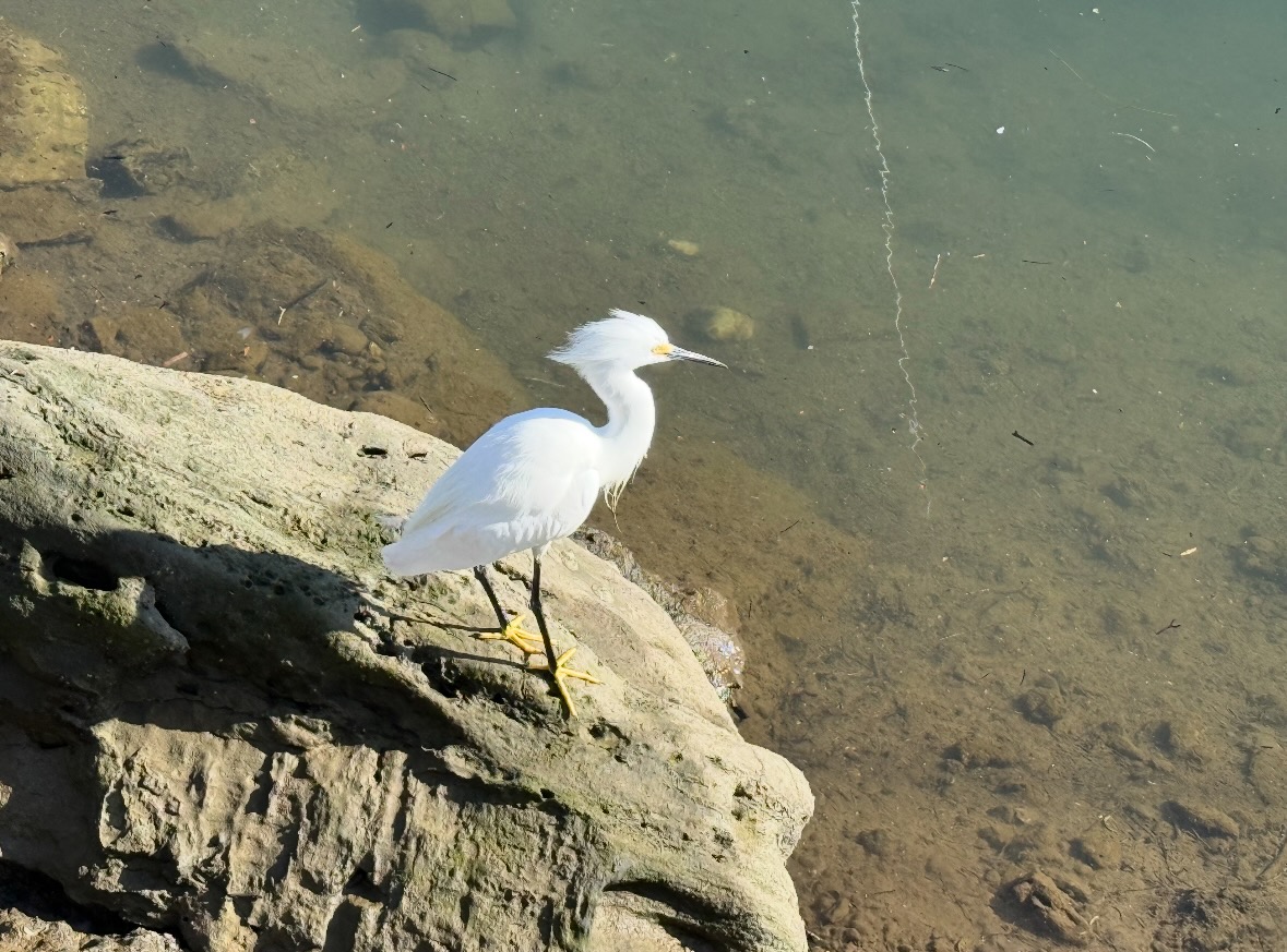snowy egret