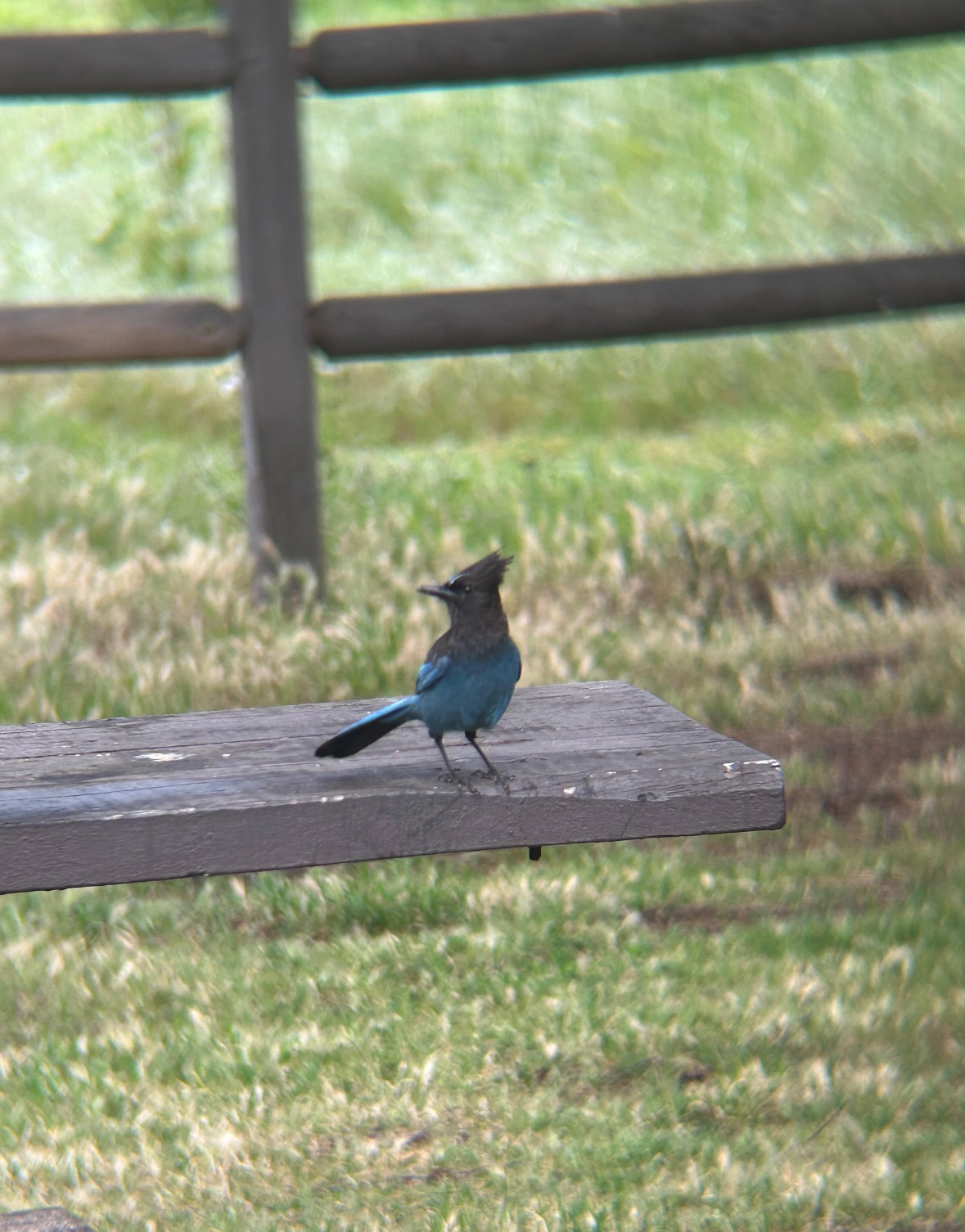 steller's jay