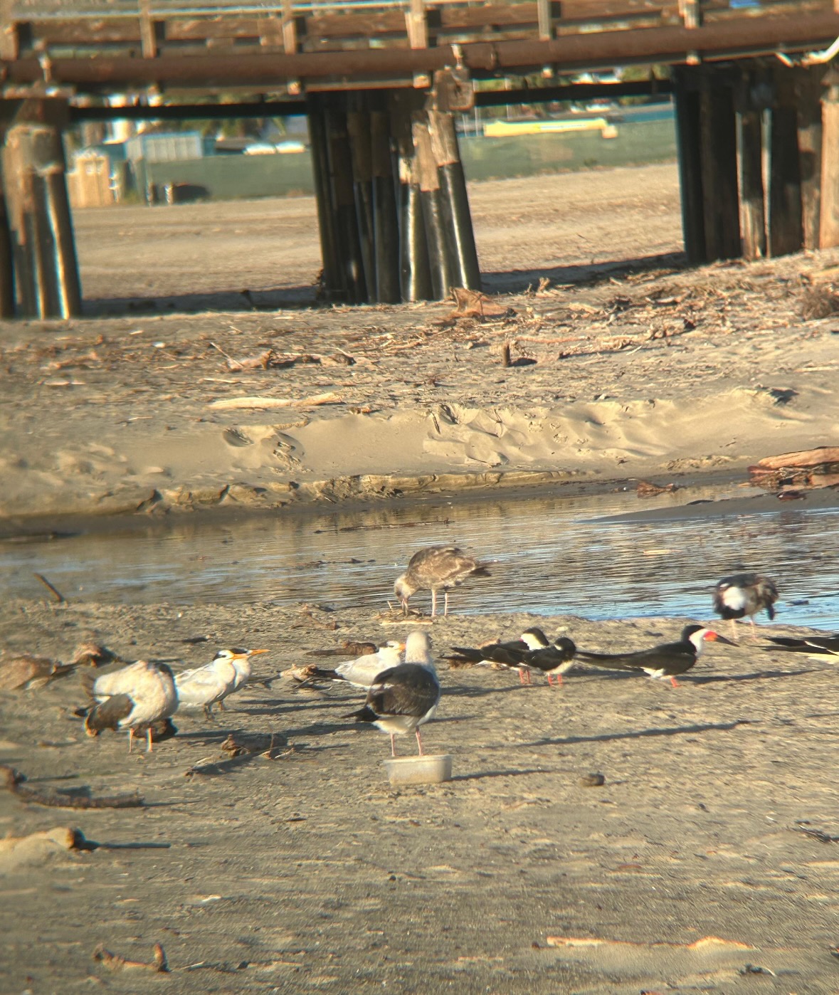 skimmers and terns