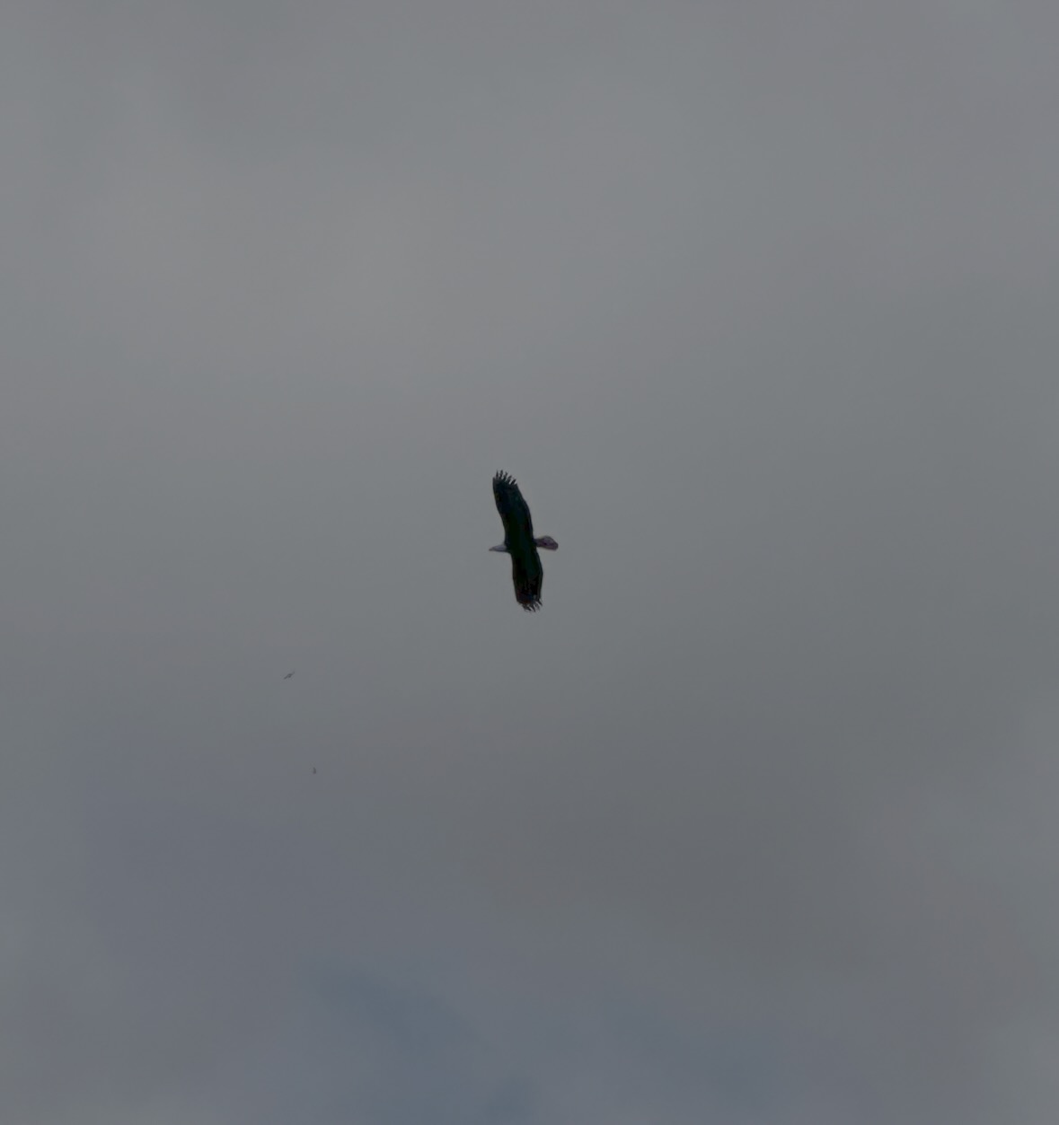 bald eagle