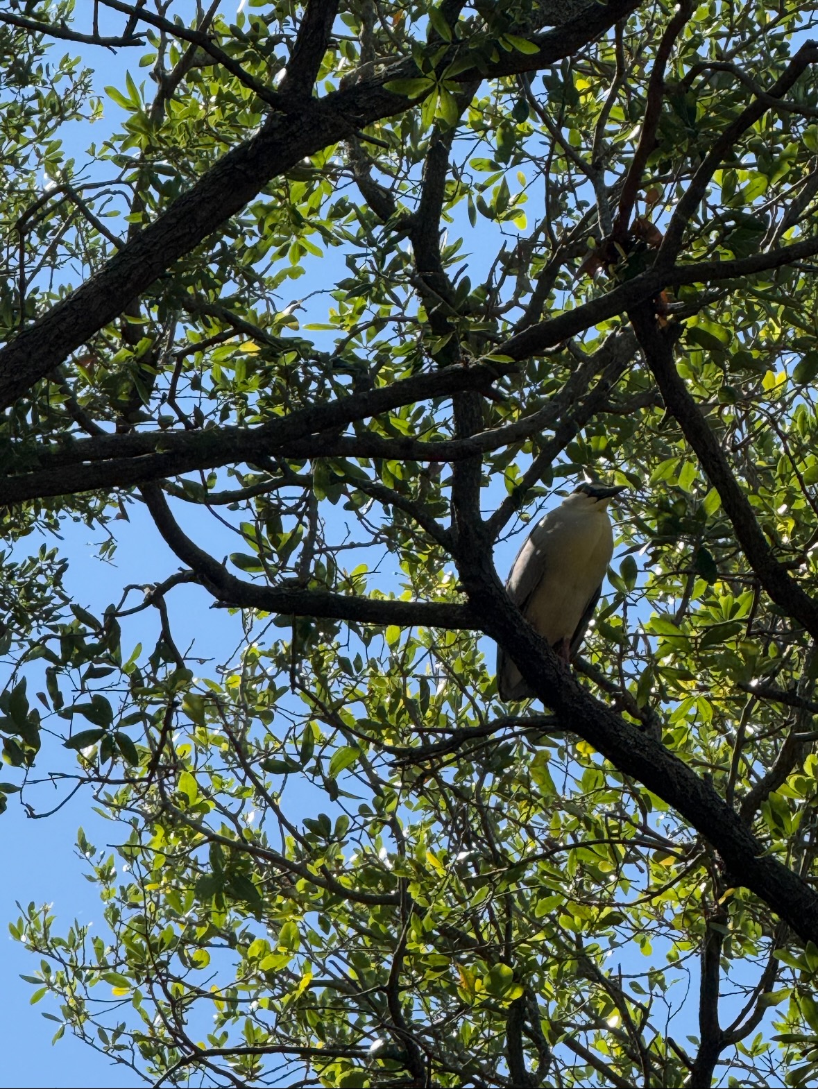 black-crowned night heron