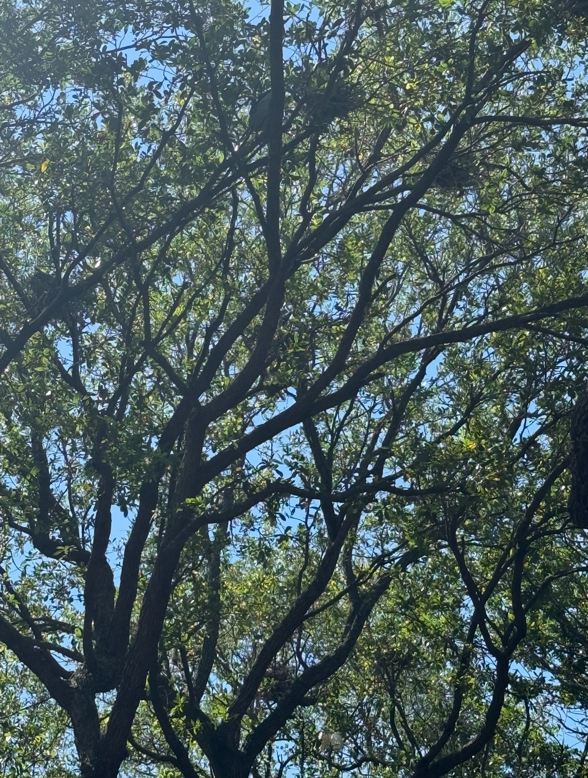 black-crowned night heron nests