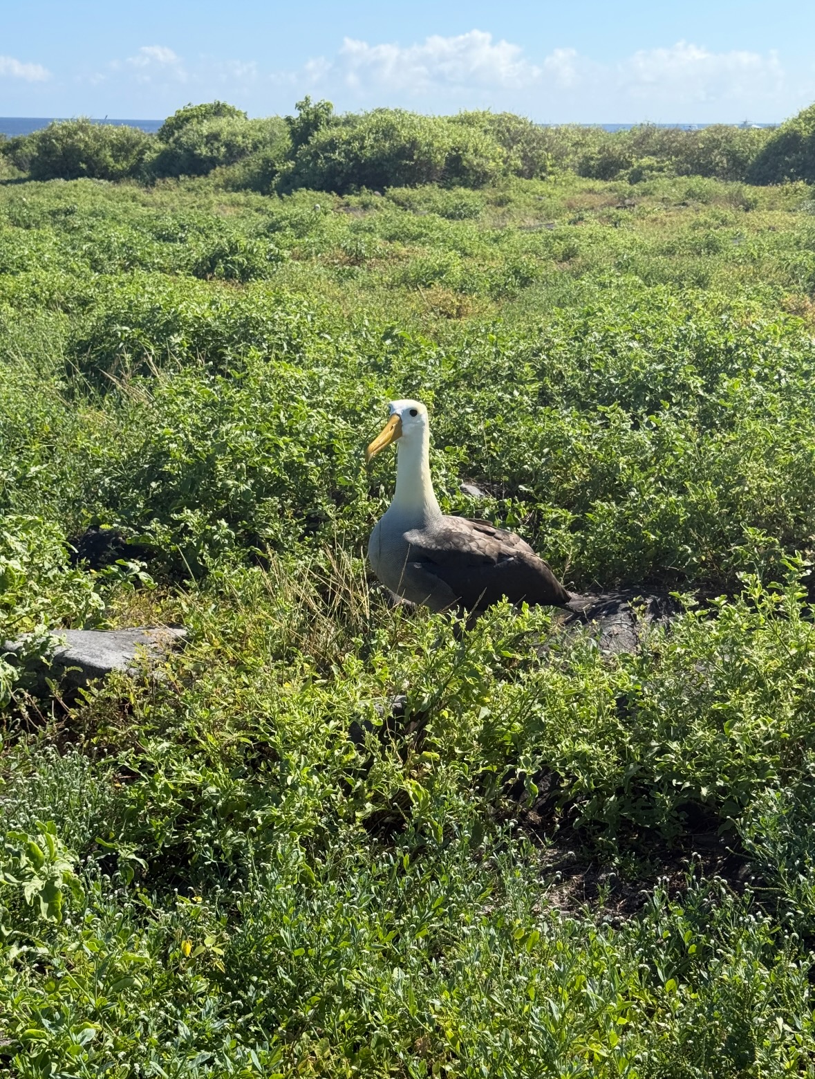 blue-footed booby