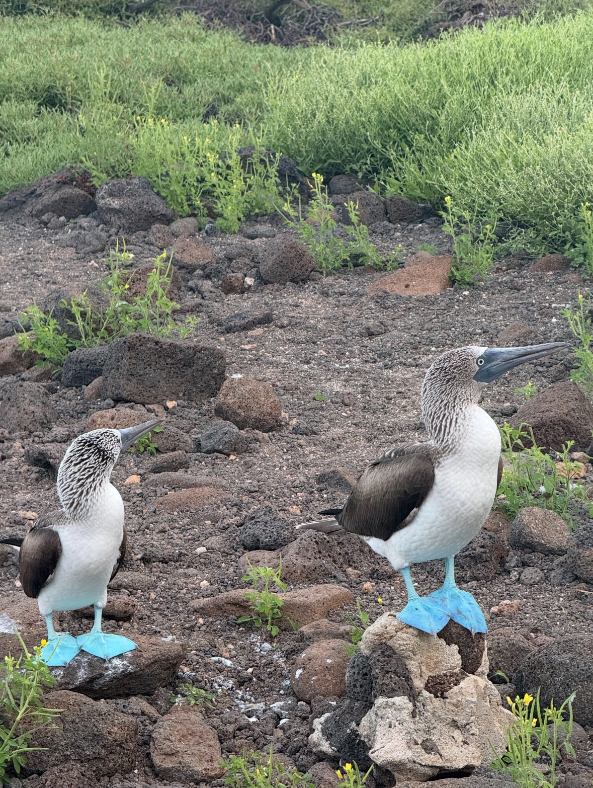 blue-footed booby